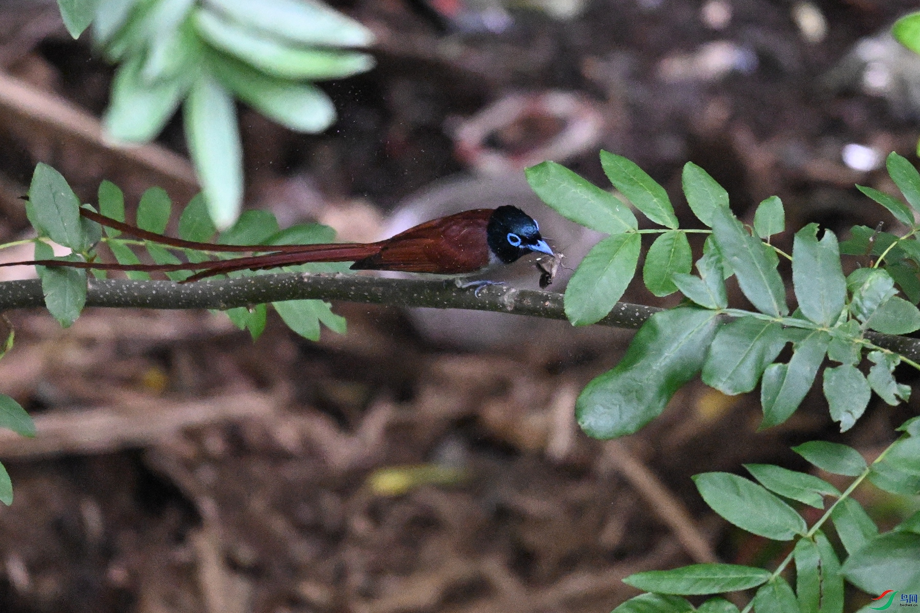 DSC_7822.JPG