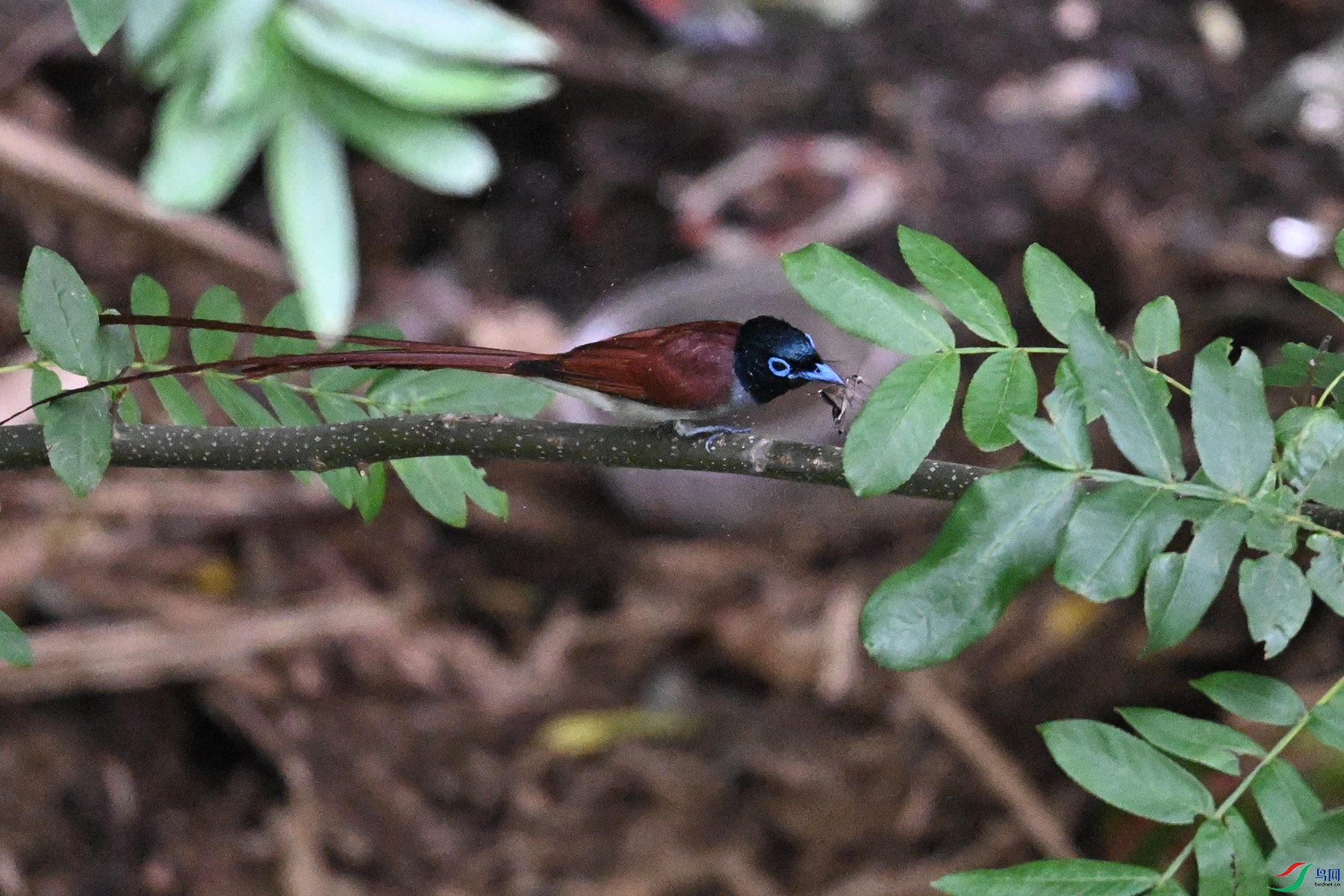 DSC_7832.JPG
