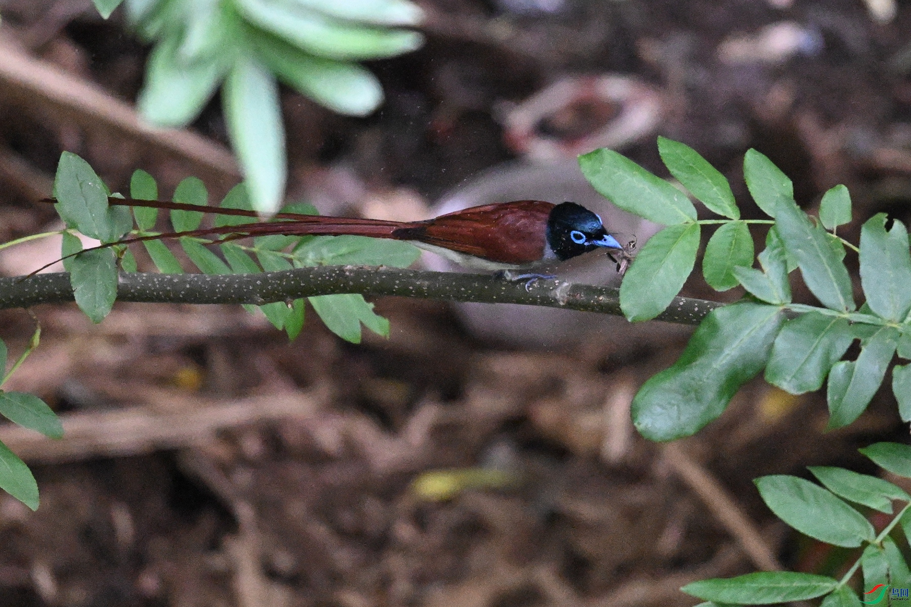 DSC_7831.JPG