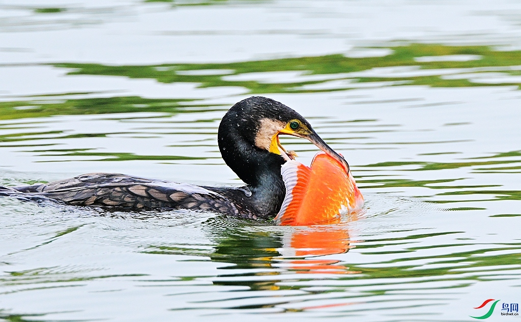 DSC_2104 - ����.JPG