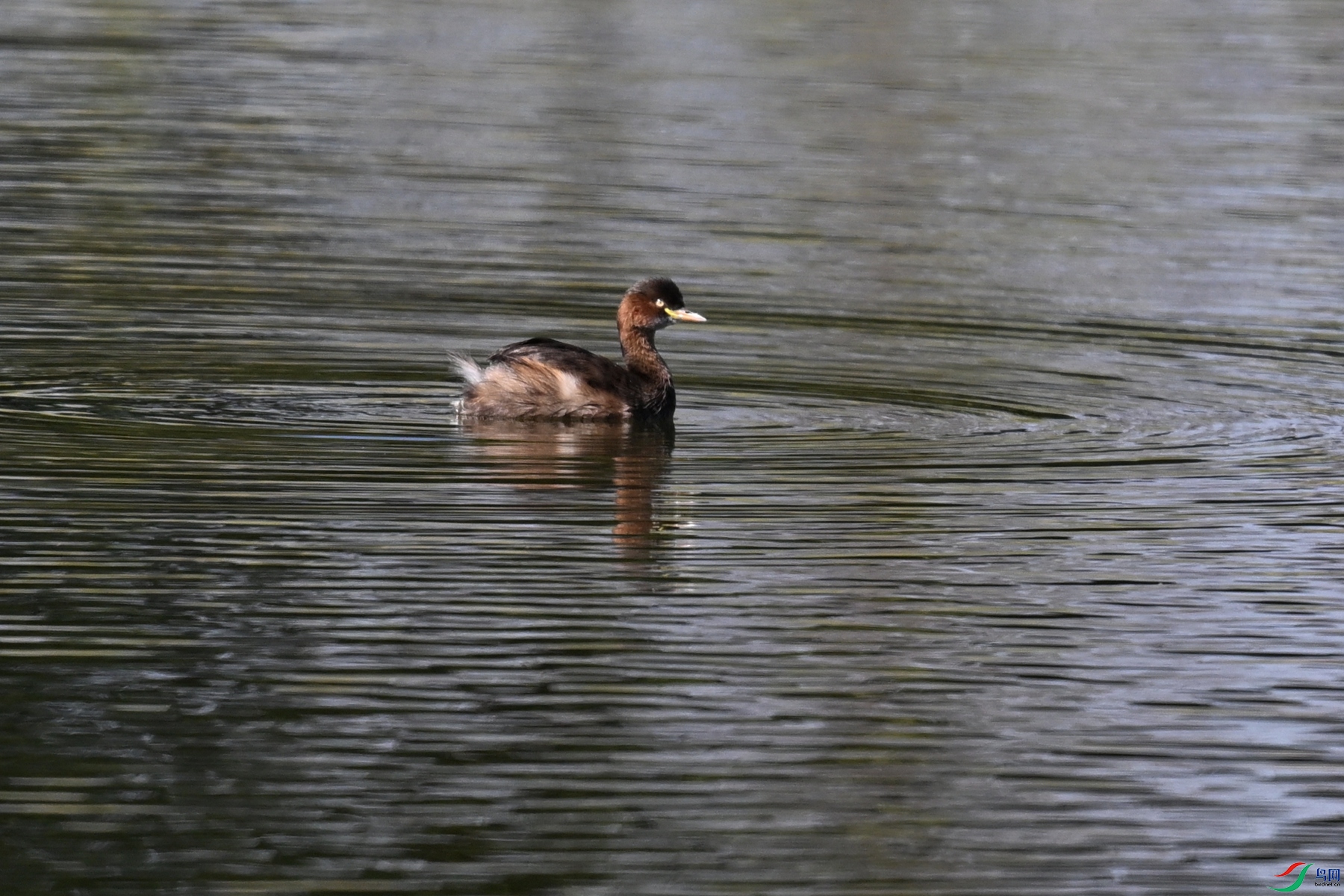 DSC_4984.JPG
