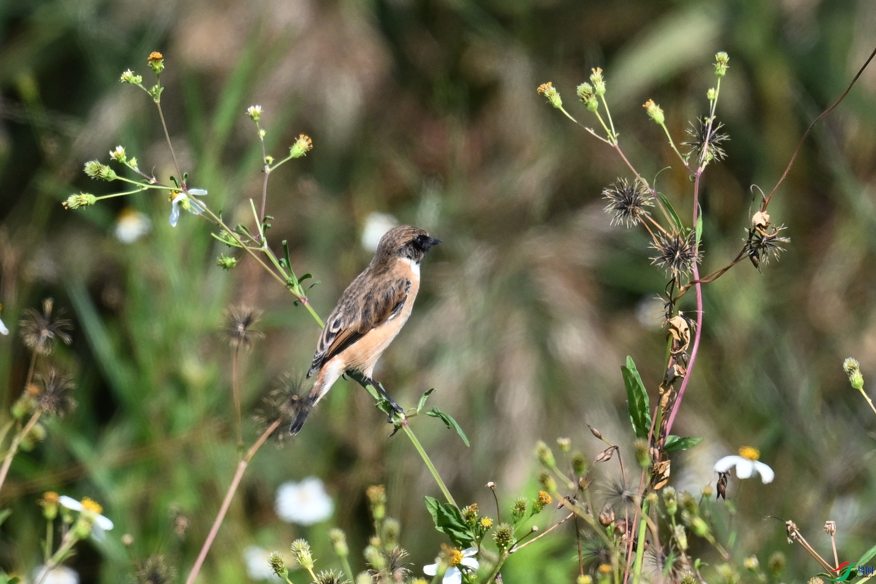 DSC_5000.JPG