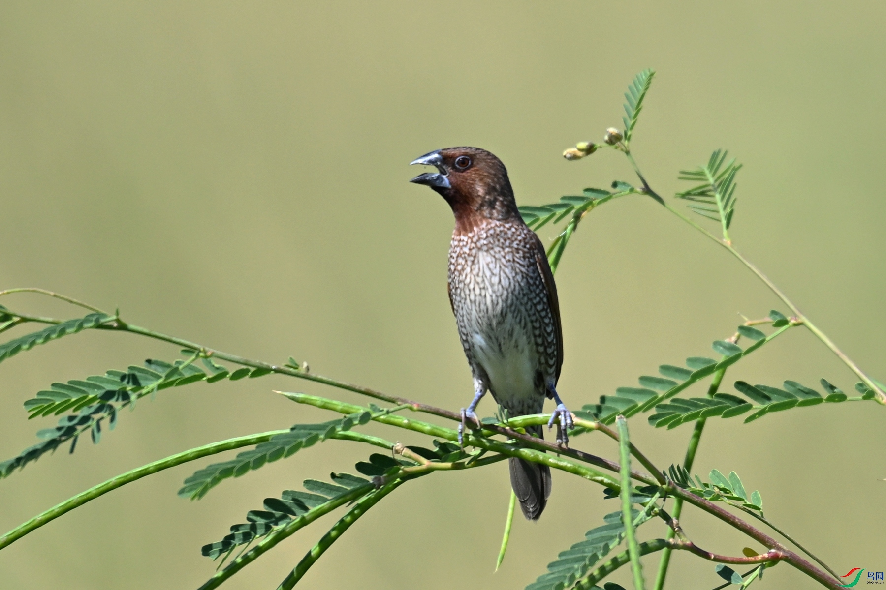 DSC_4991.JPG