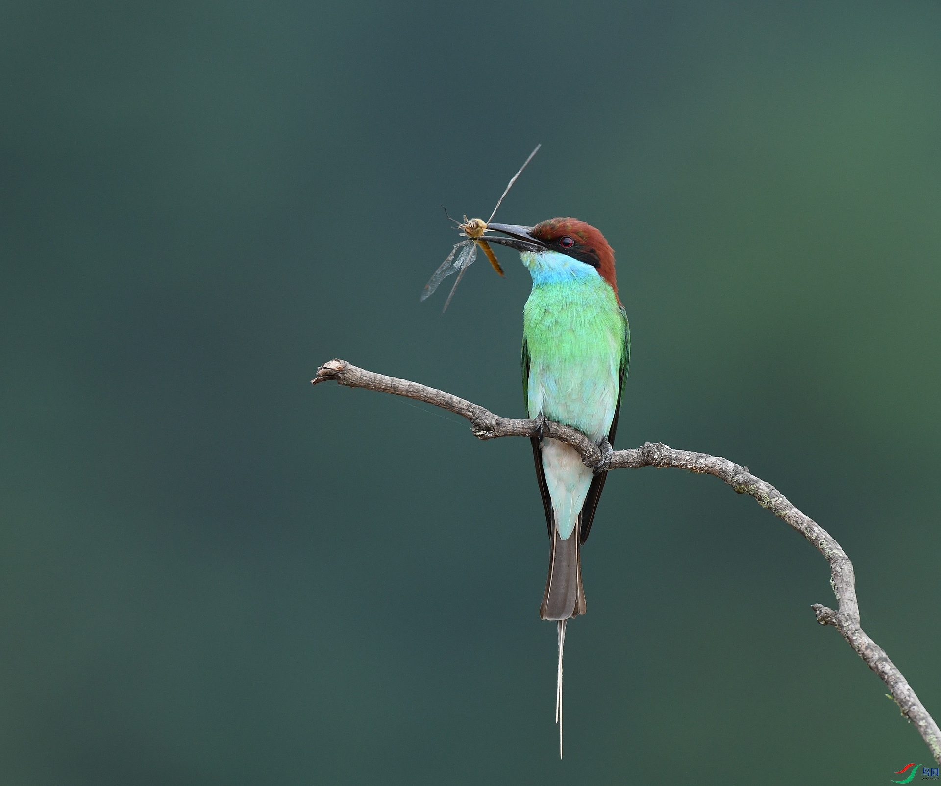 DSC_3525.jpg