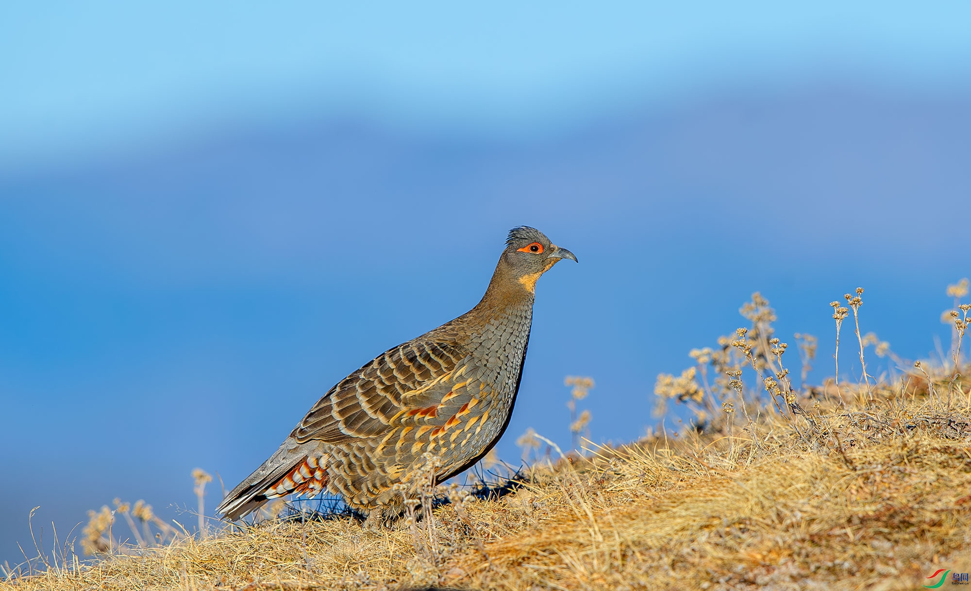 DSC_7840.jpg