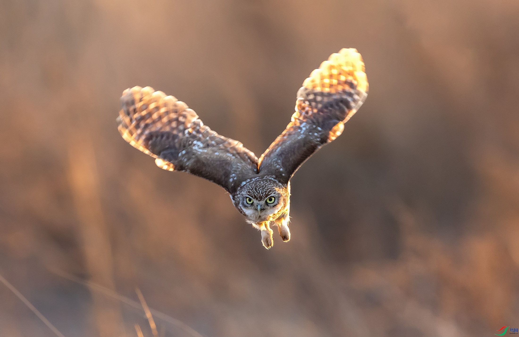 ���Ƹ�С�^