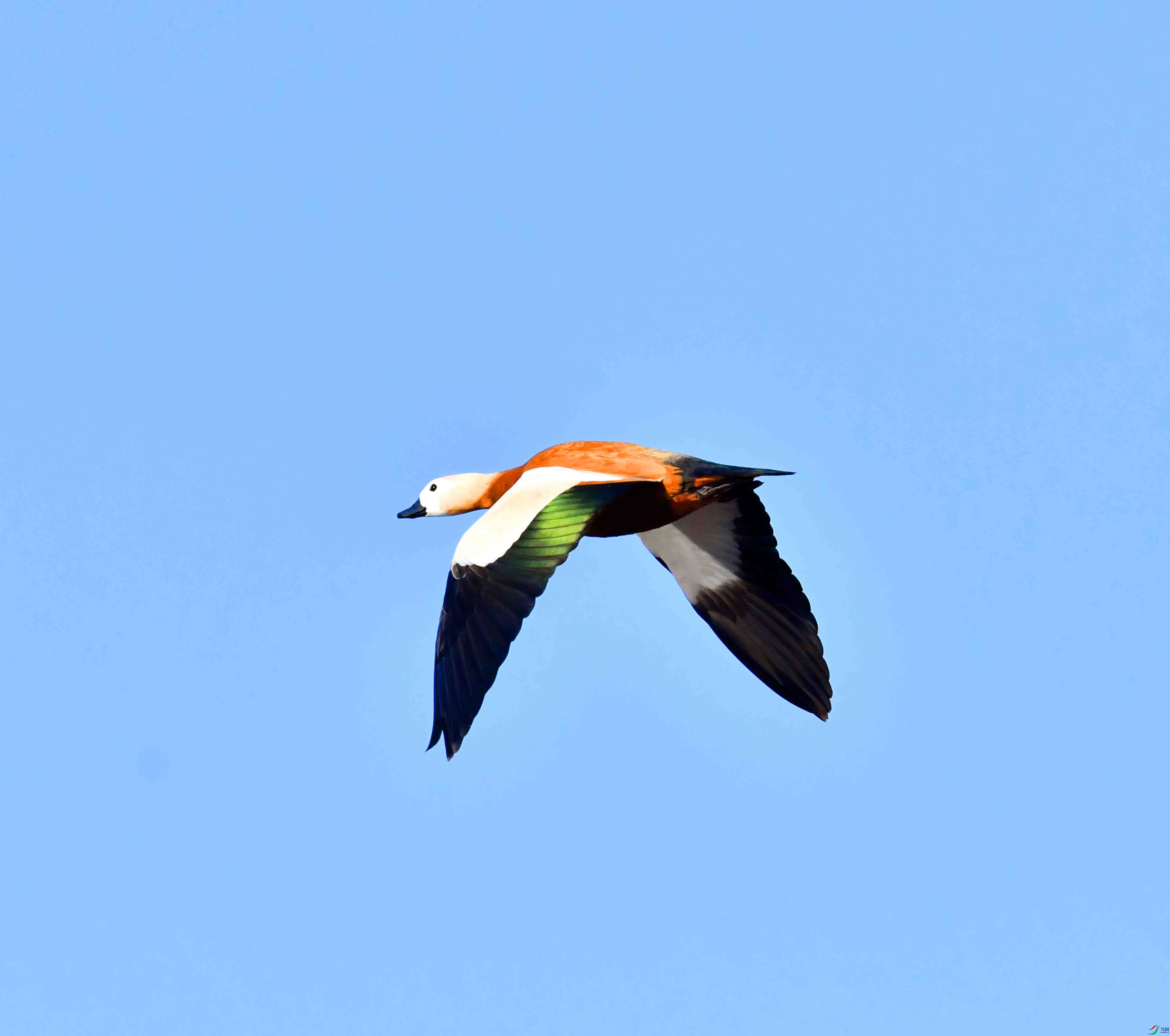 DSC_1162.JPG