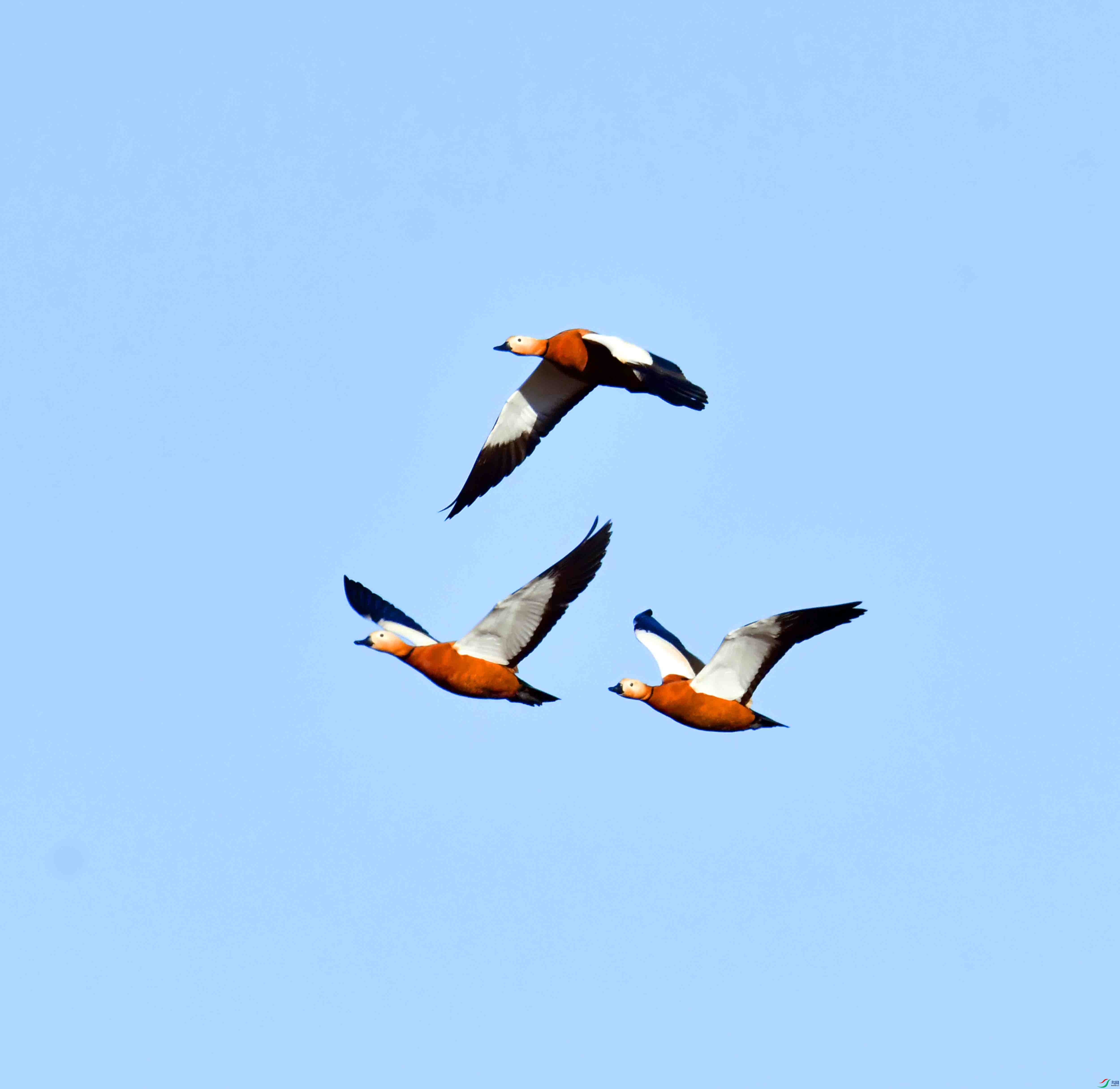 DSC_1199.JPG