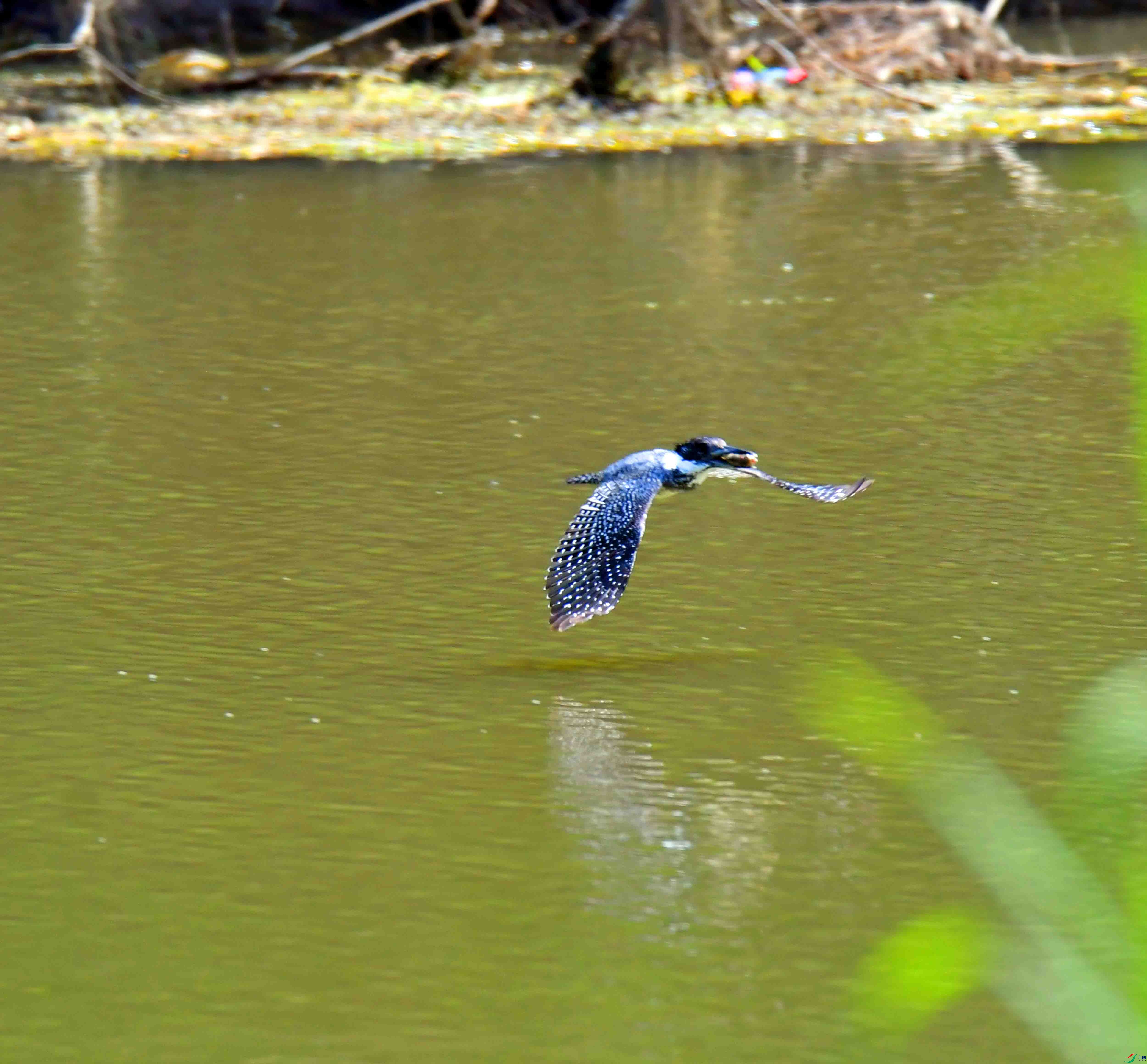 DSC_2086.JPG
