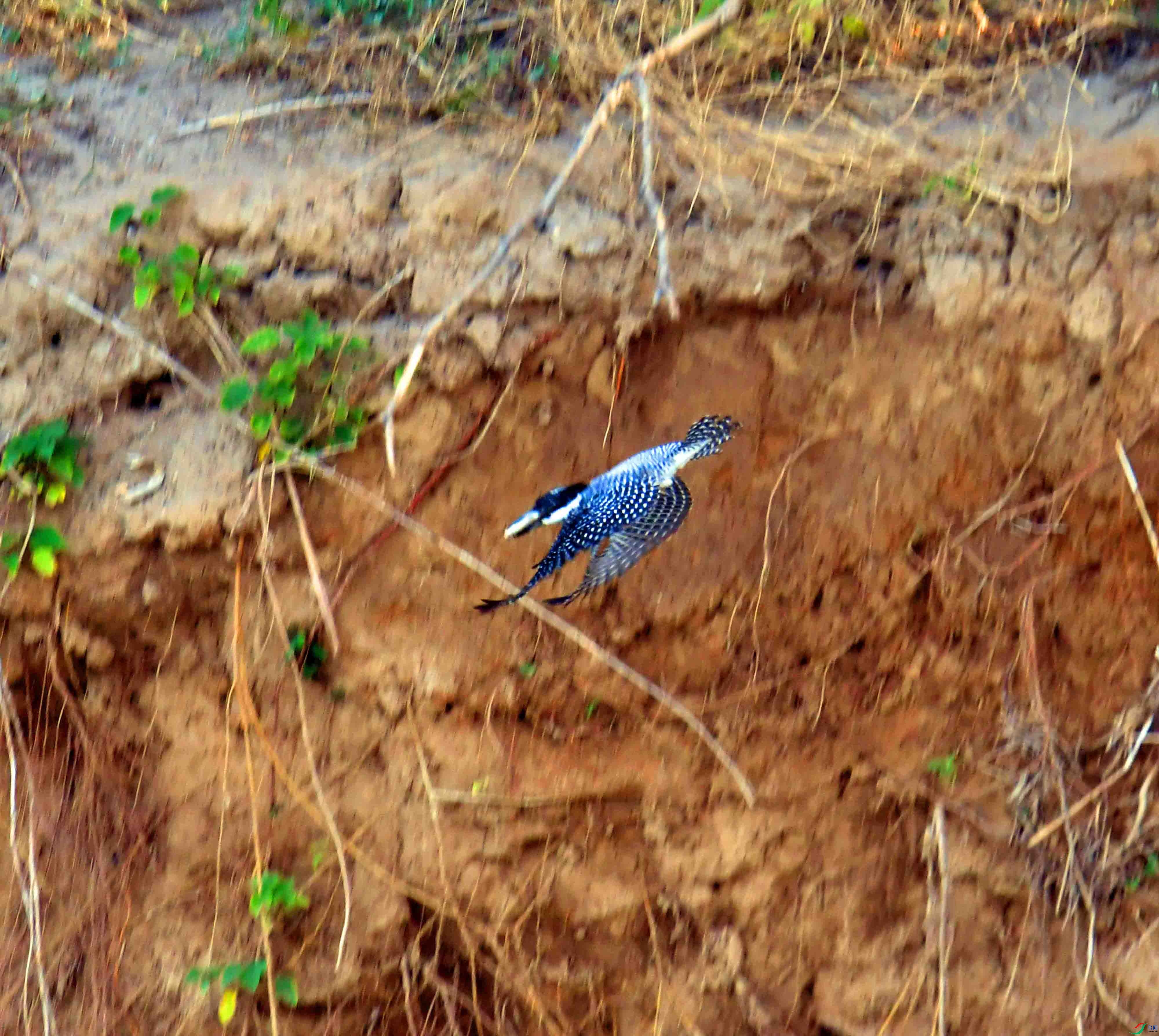 DSC_2308.JPG