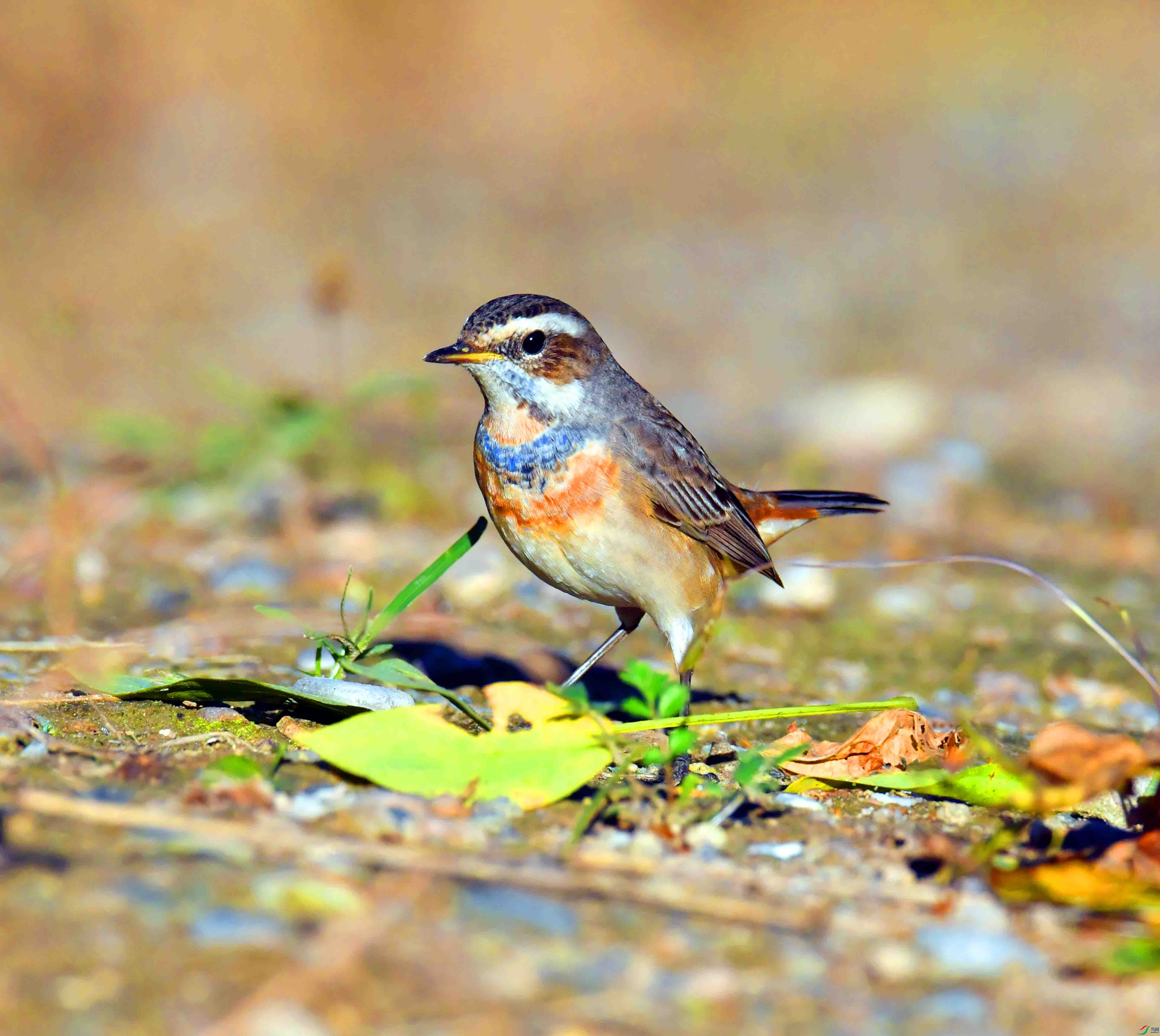 DSC_4473.JPG