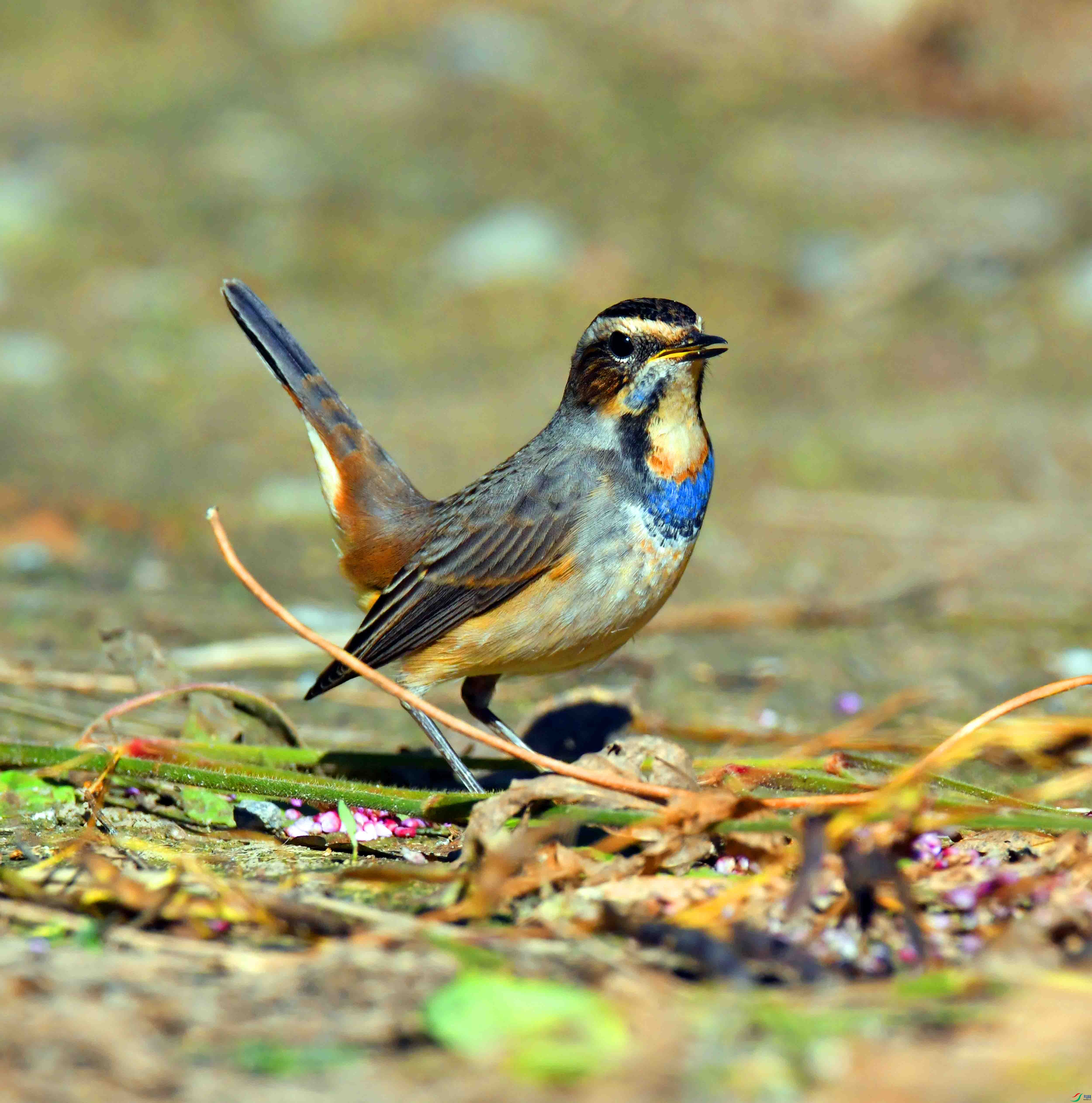 DSC_4534.JPG