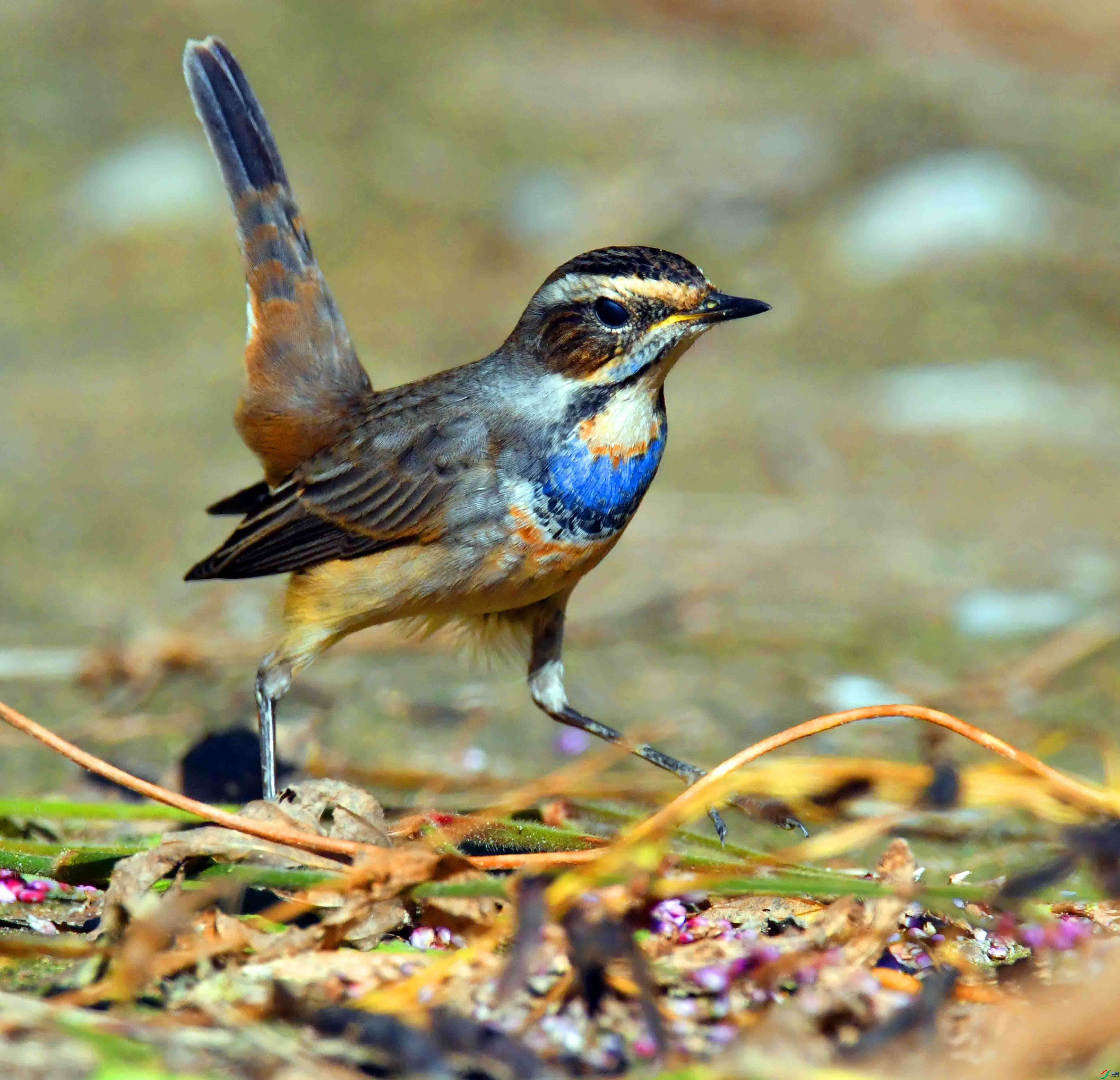 DSC_4544.JPG