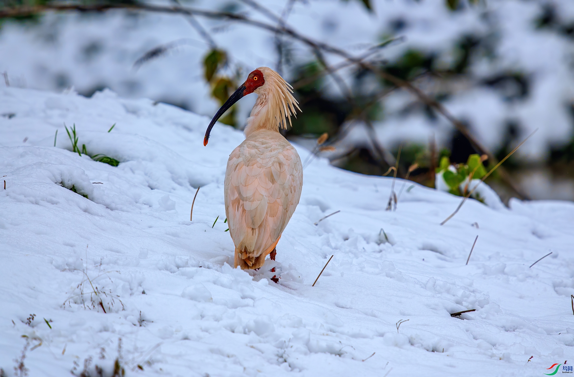 DSC_0302-1.jpg