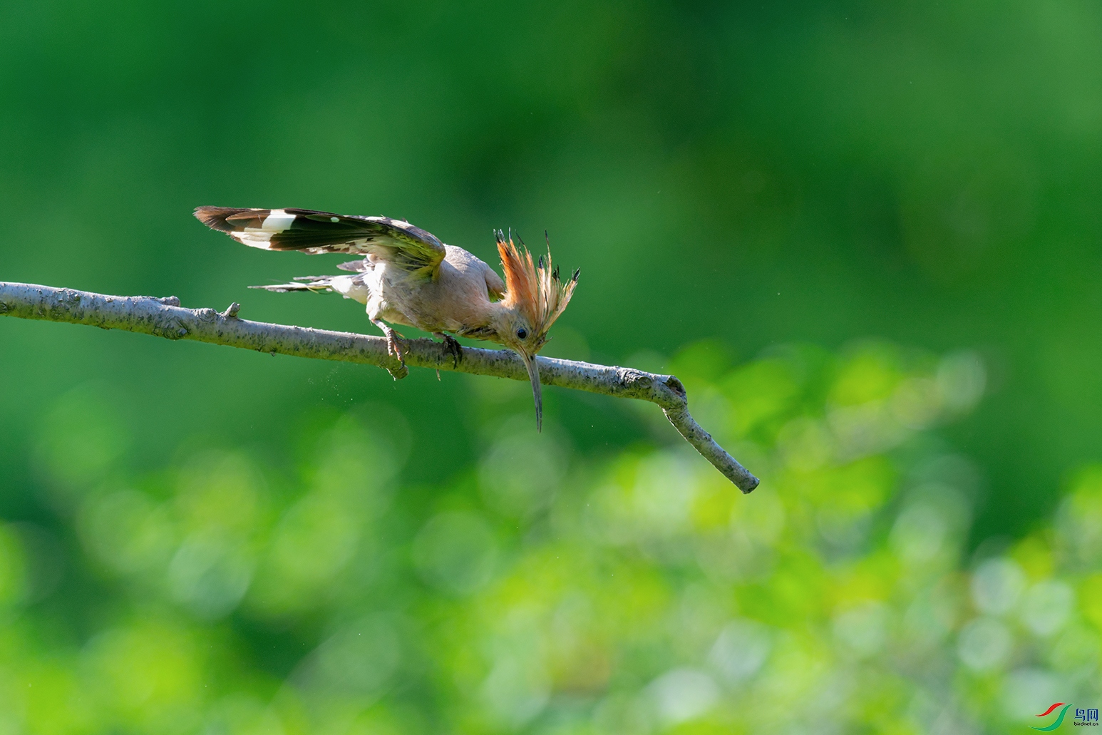 4DSC_6603_DxOa.jpg