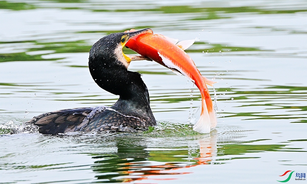 DSC_2106 - ����.JPG