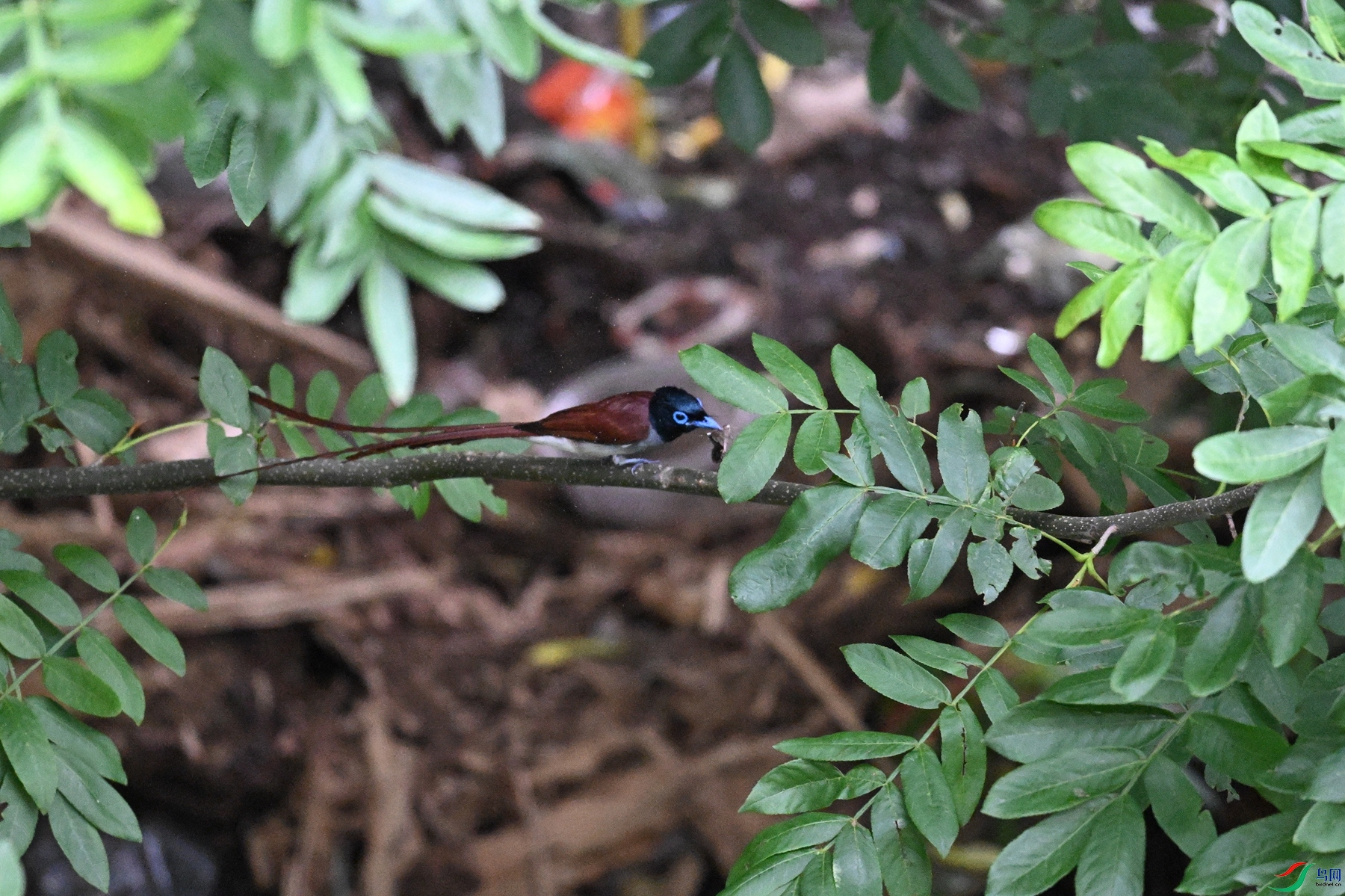 DSC_7855.JPG