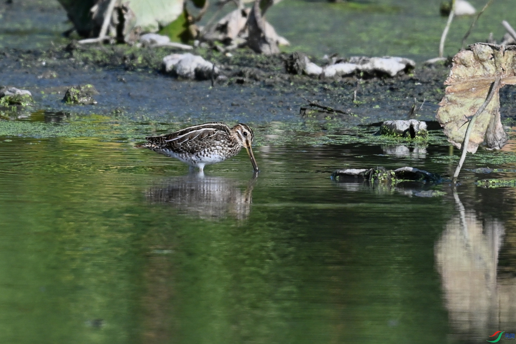 DSC_5045.JPG
