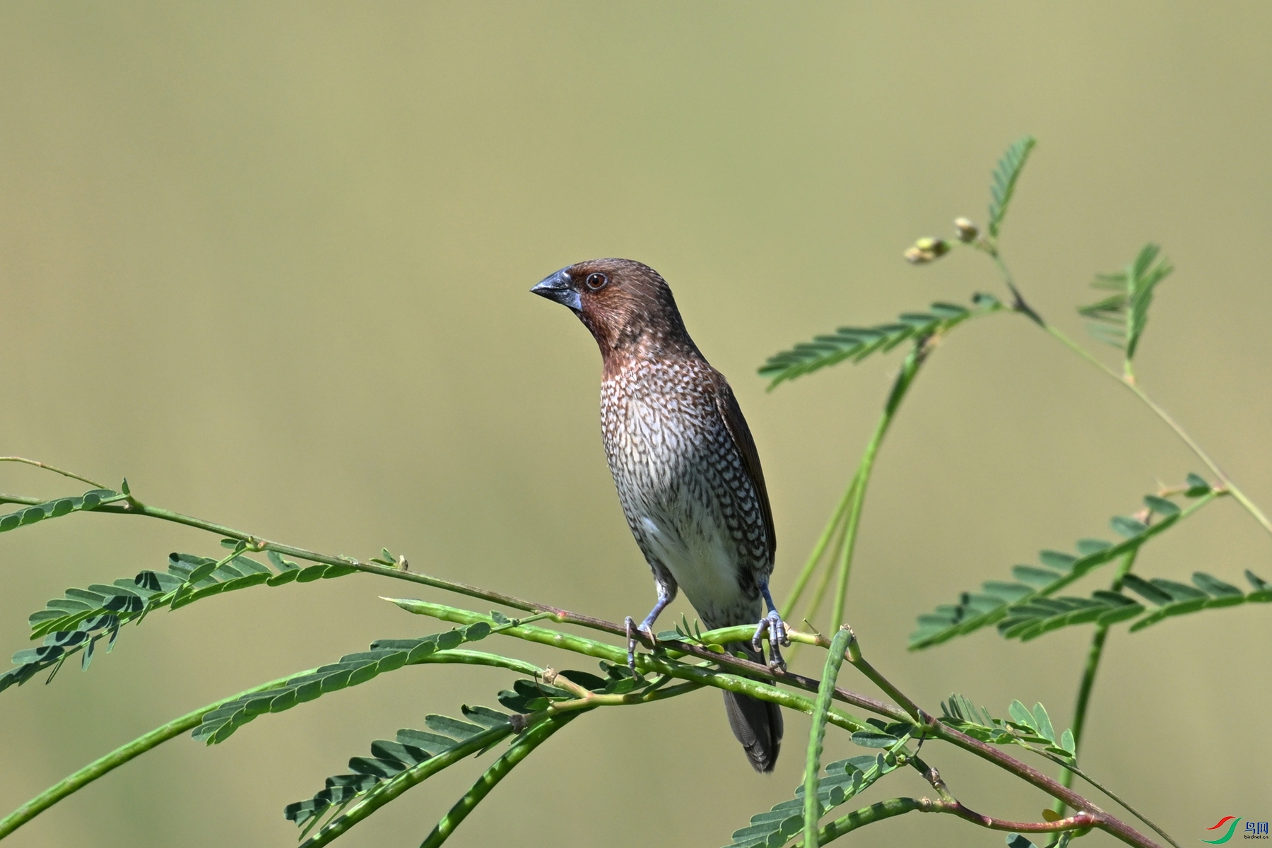 DSC_4995.JPG