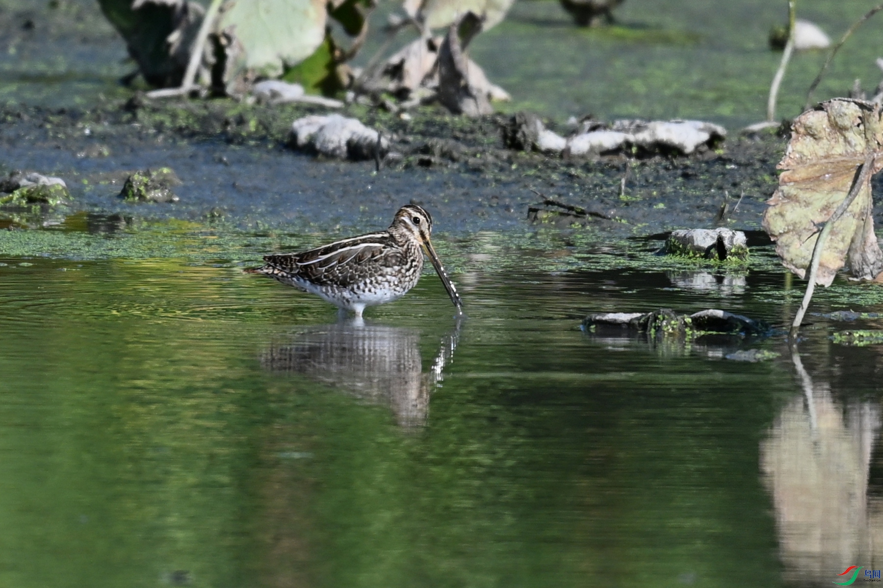 DSC_5046.JPG