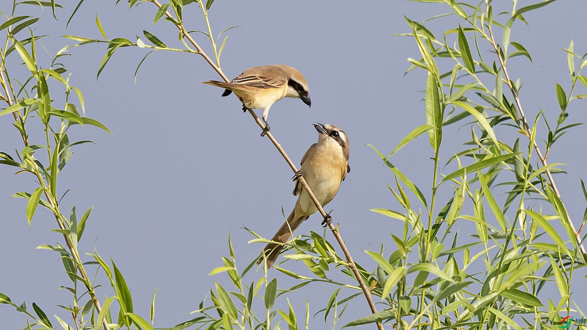 ��β����