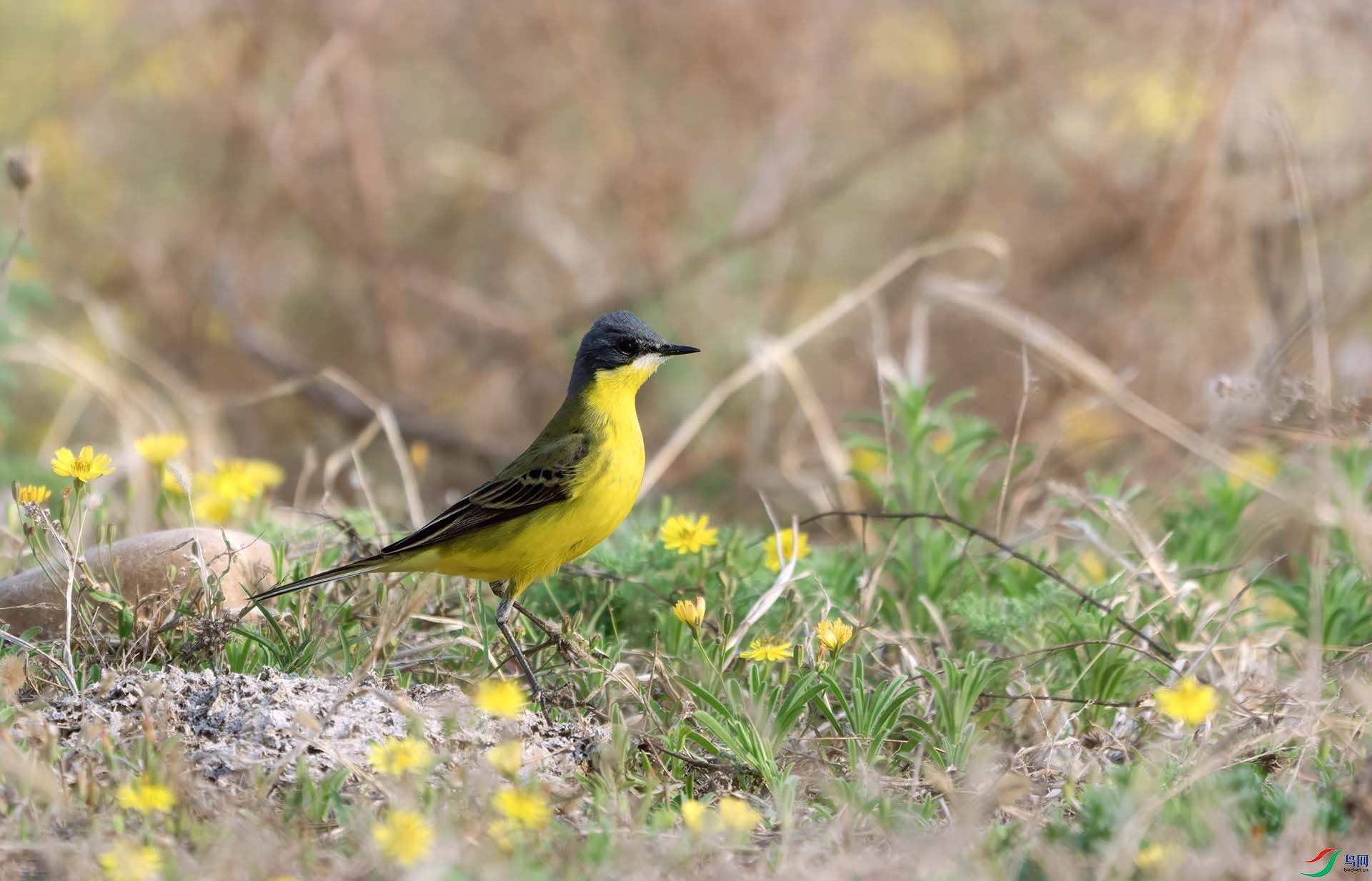 DSC04594 ����.jpg