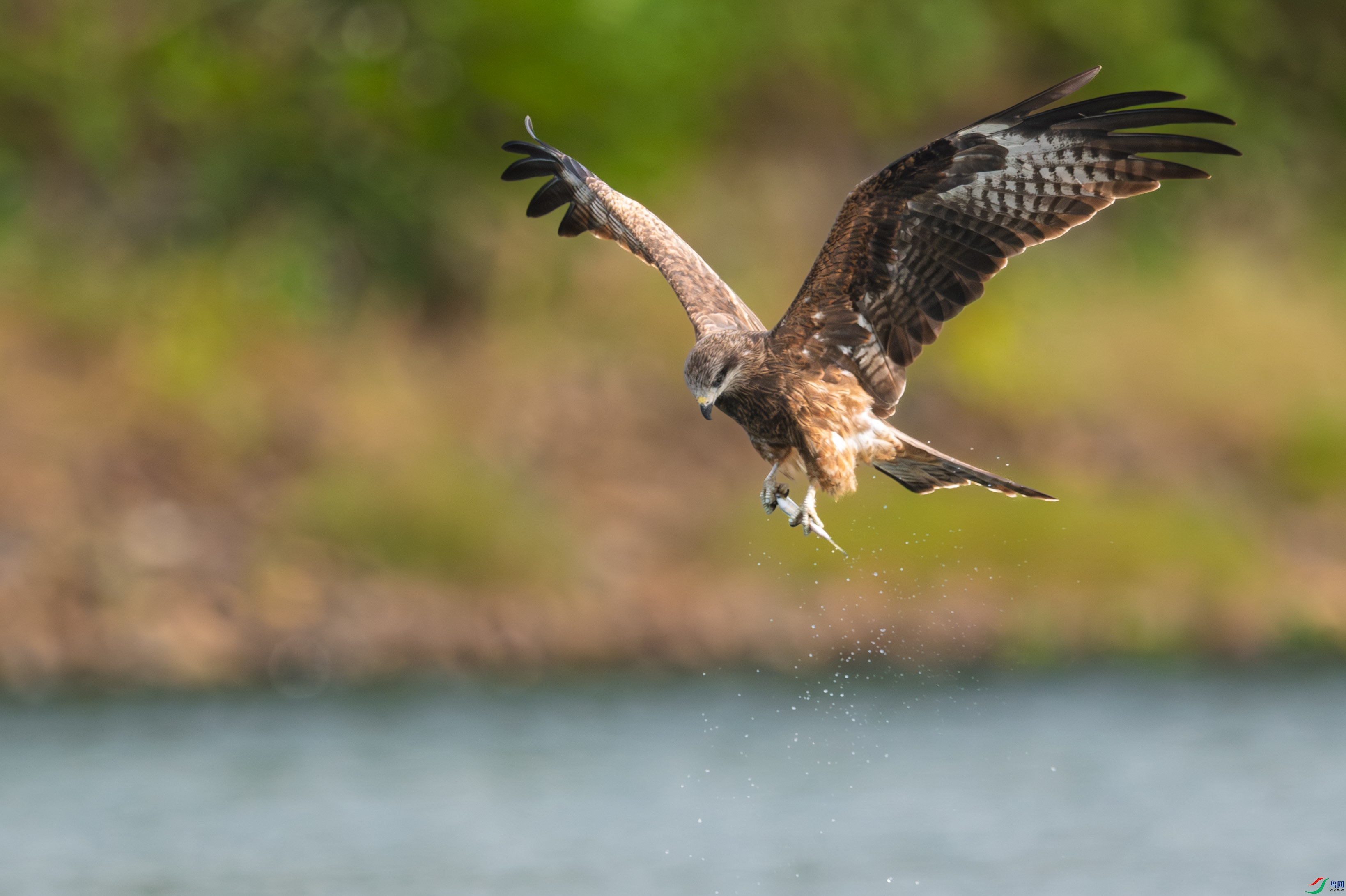 DSC_6011_1.JPG