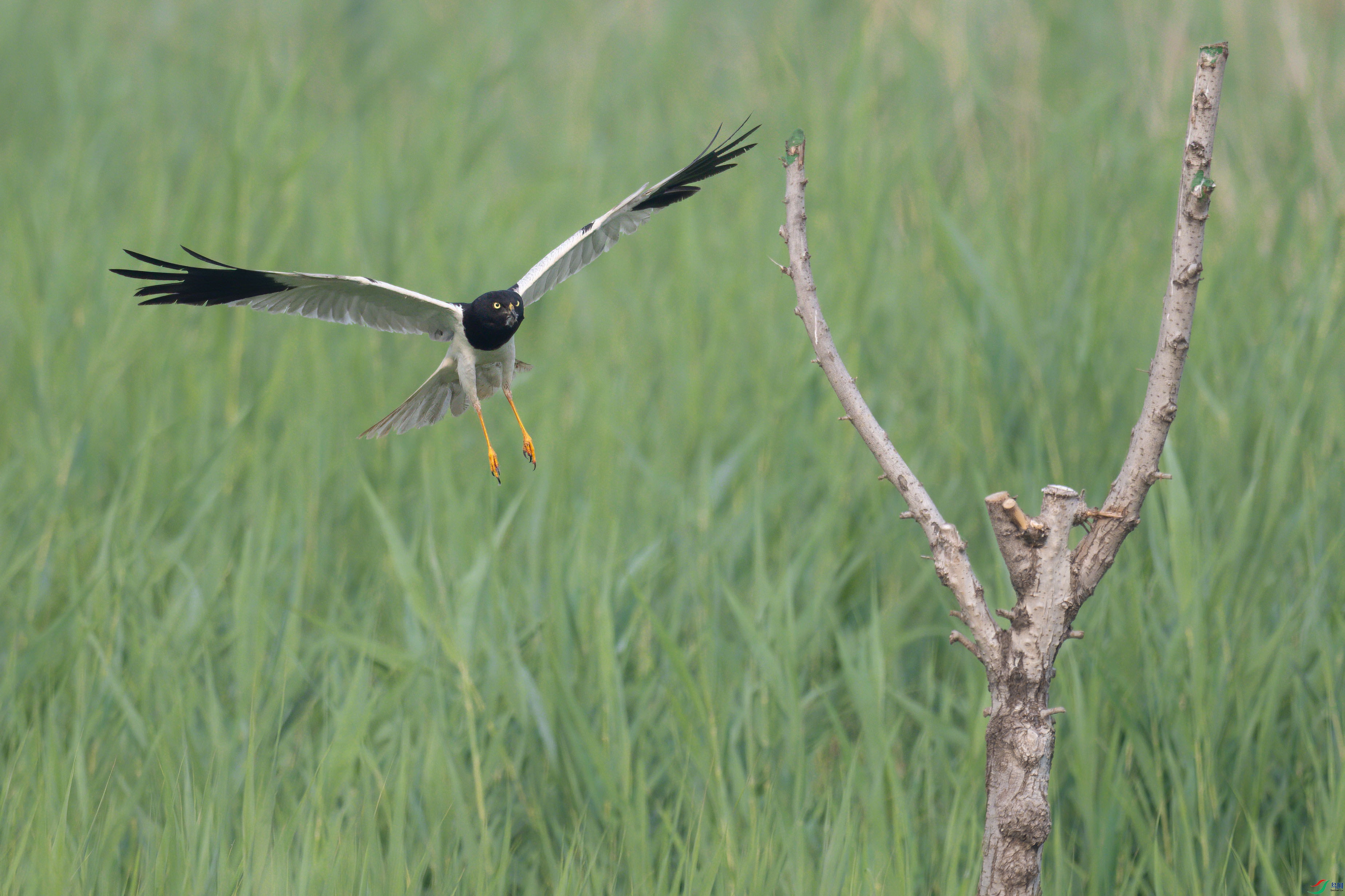 DSC_4633sen2024-7-9-33-�༭.jpg
