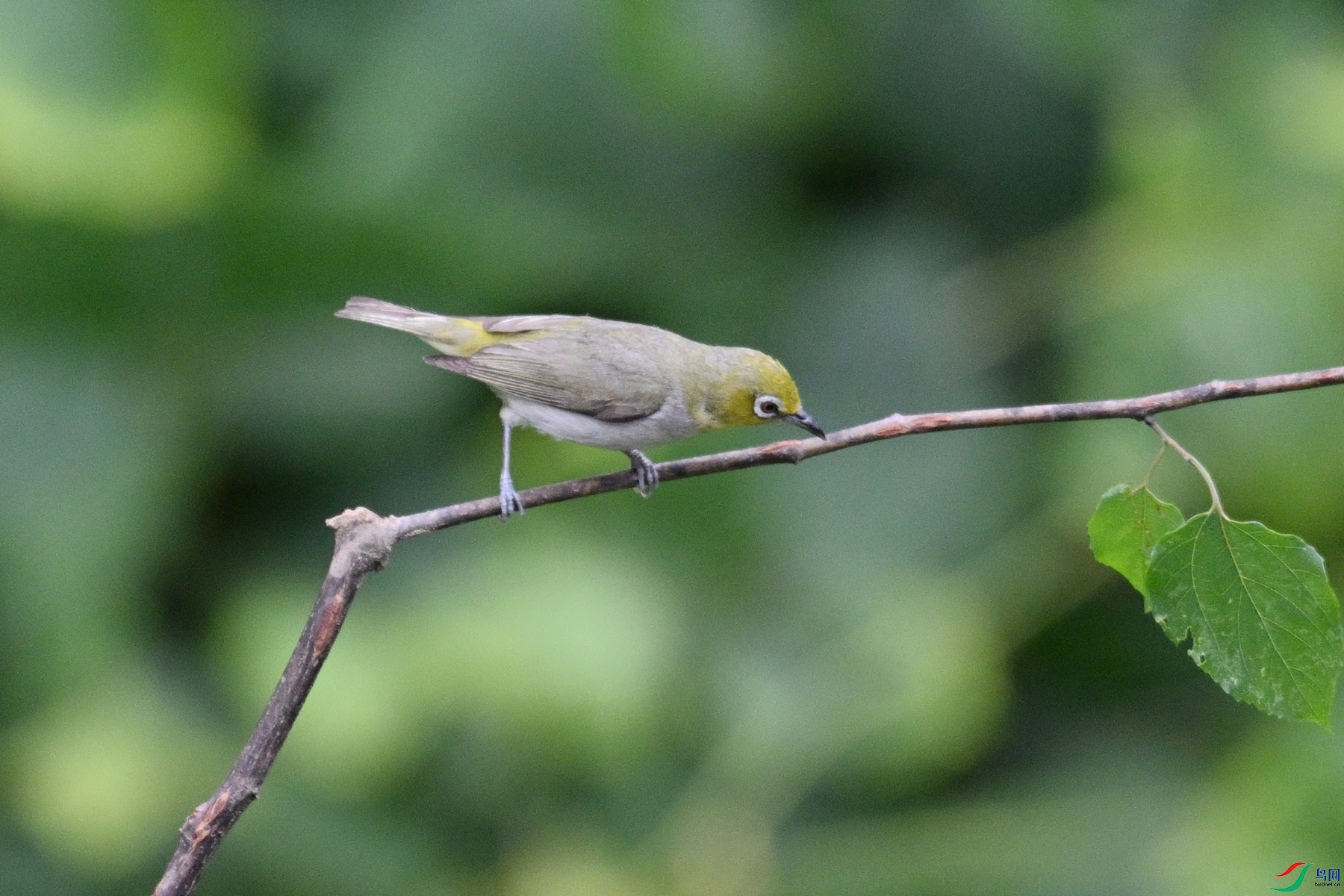 DSC_7882.JPG