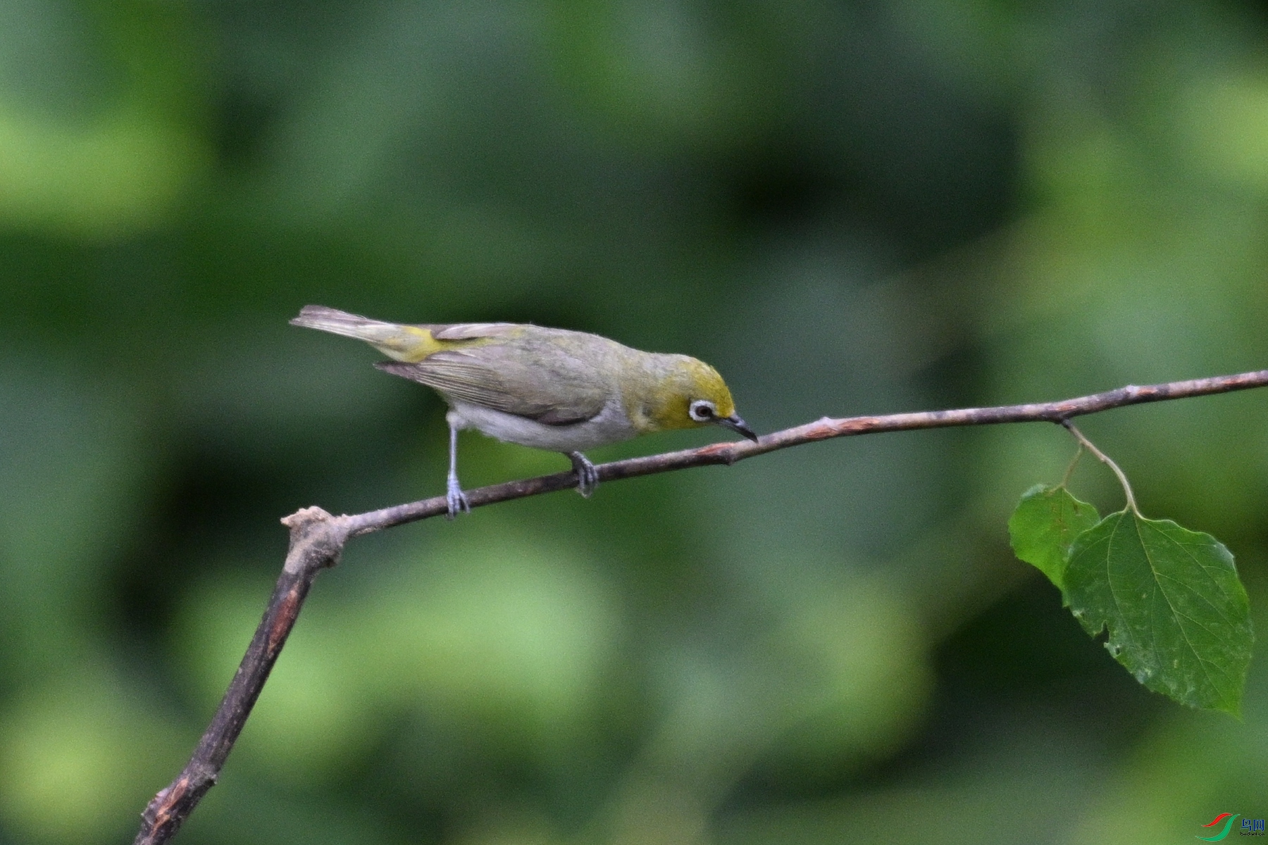 DSC_7883.JPG