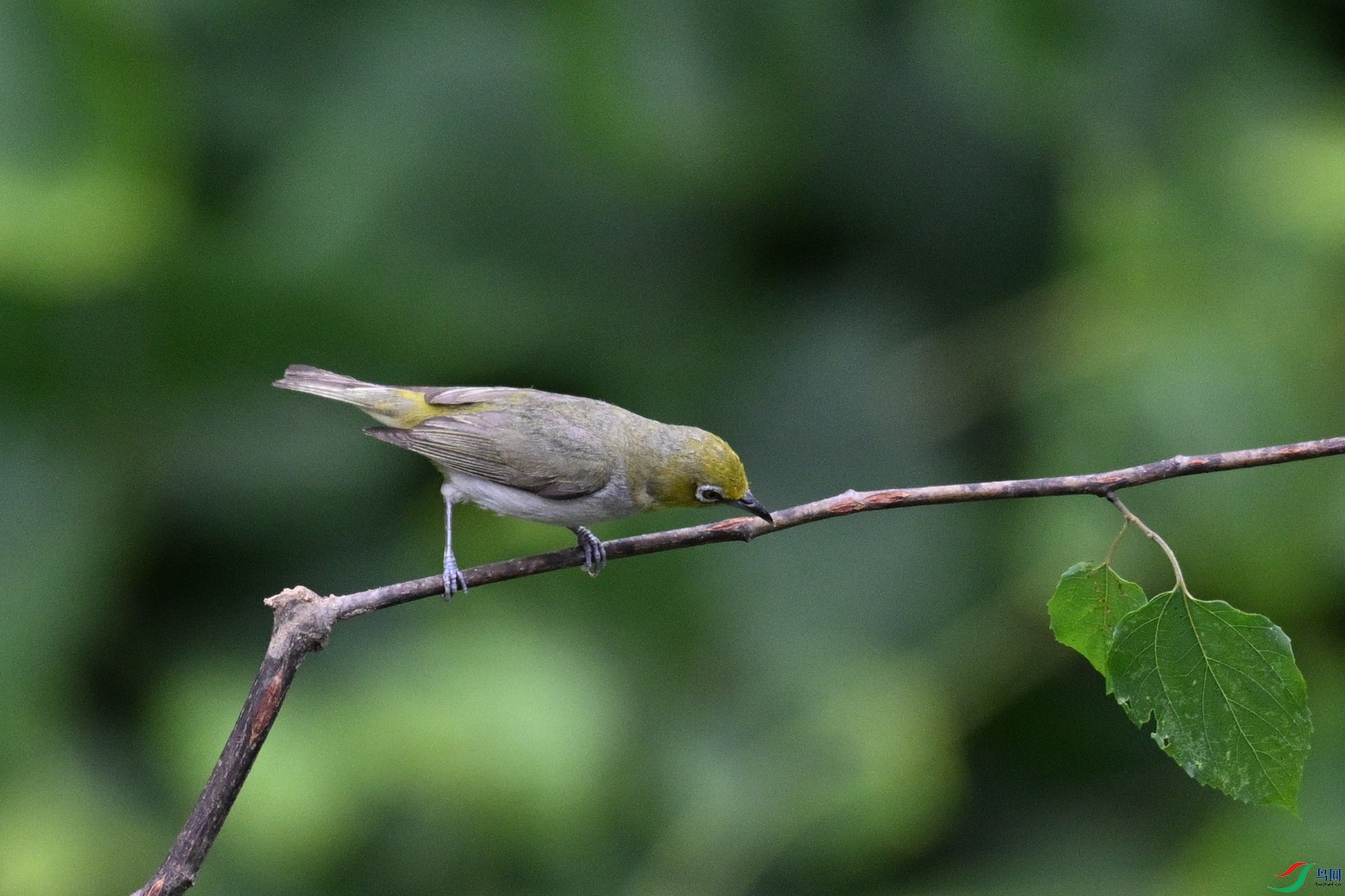 DSC_7884.JPG