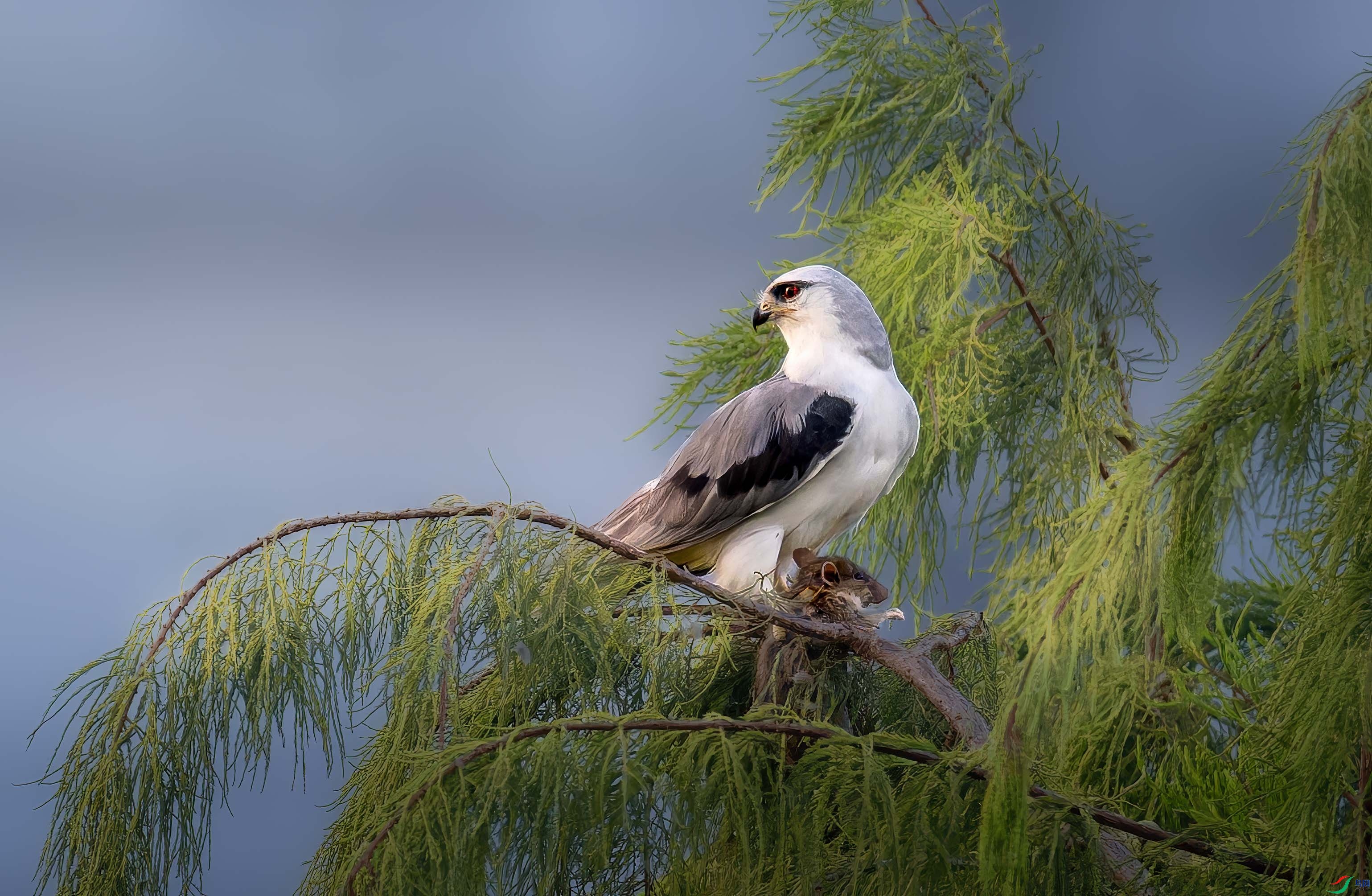 DSC_9570- ����.jpg