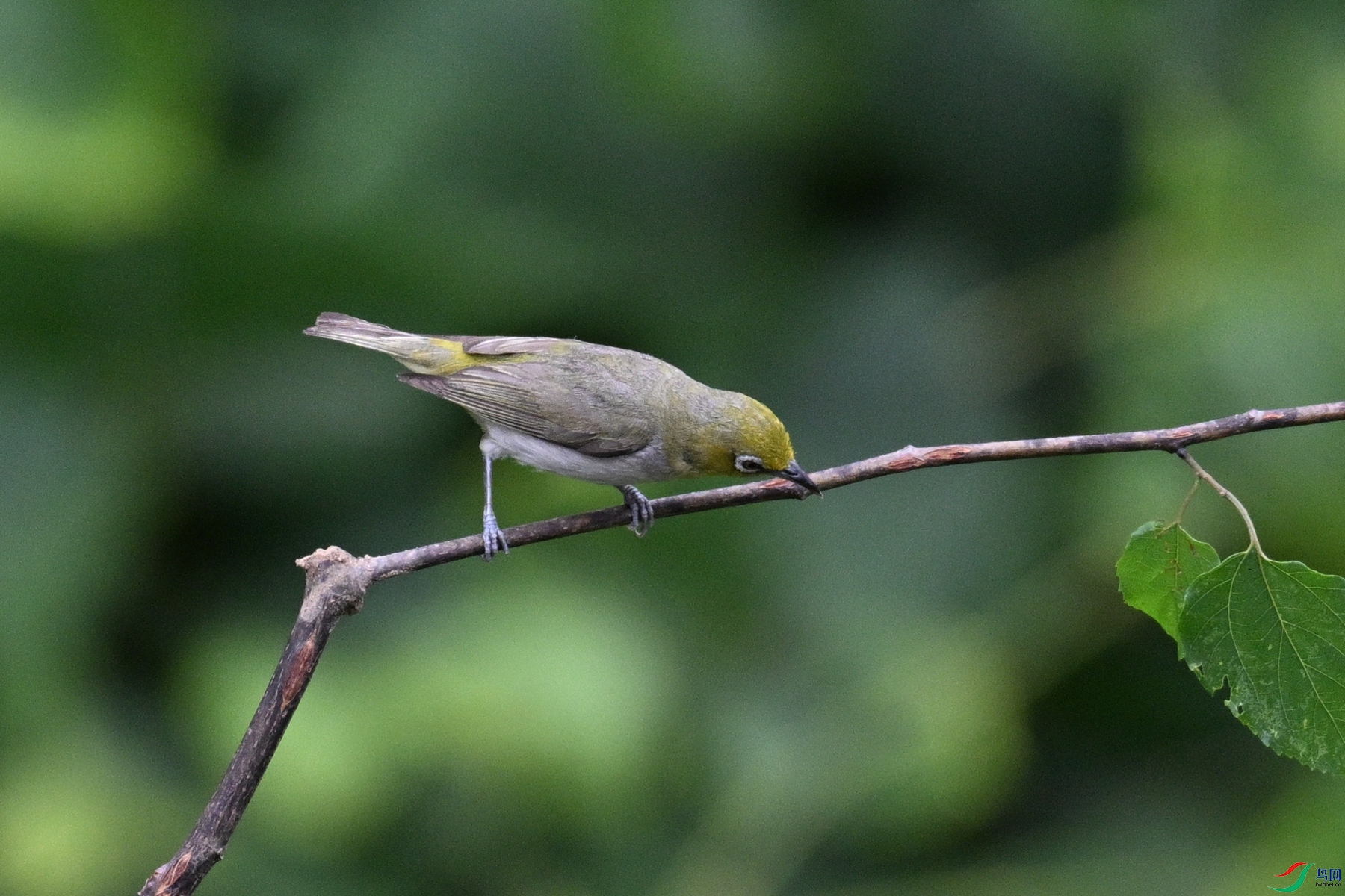 DSC_7885.JPG