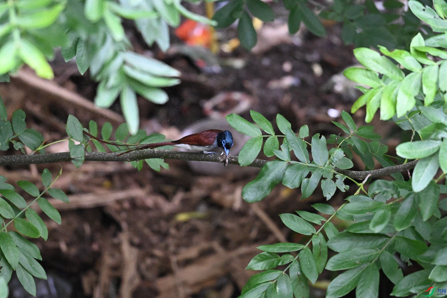 DSC_7871.JPG