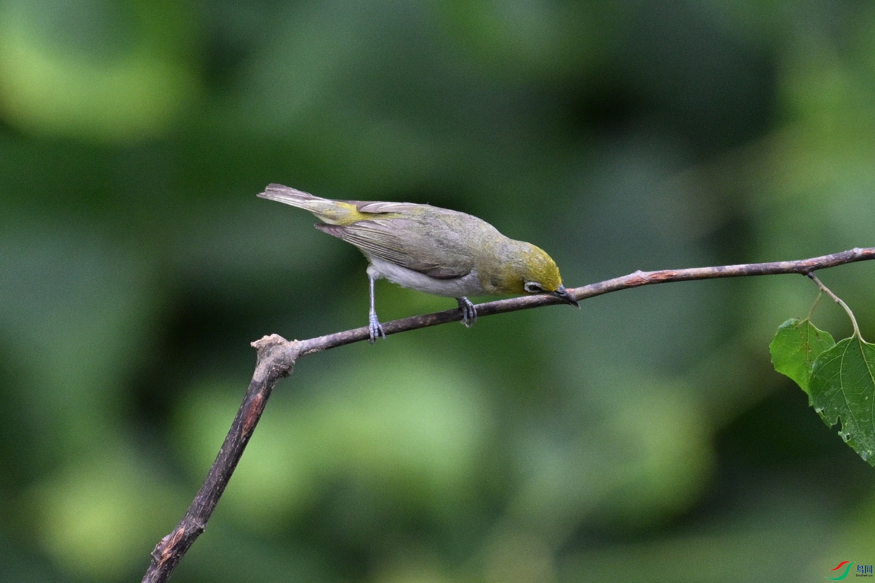 DSC_7886.JPG