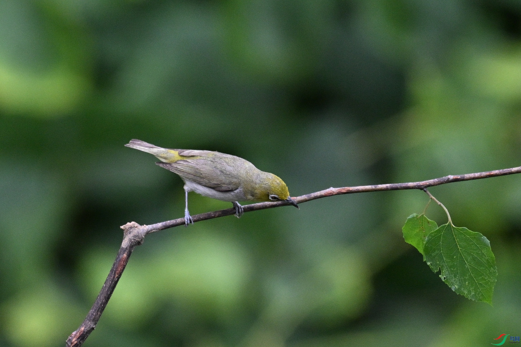 DSC_7893.JPG