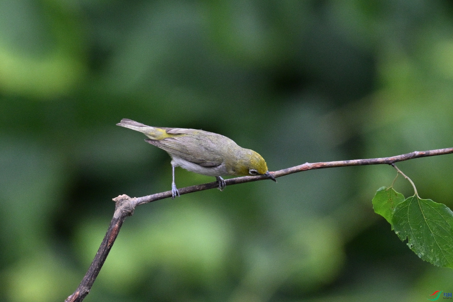 DSC_7888.JPG