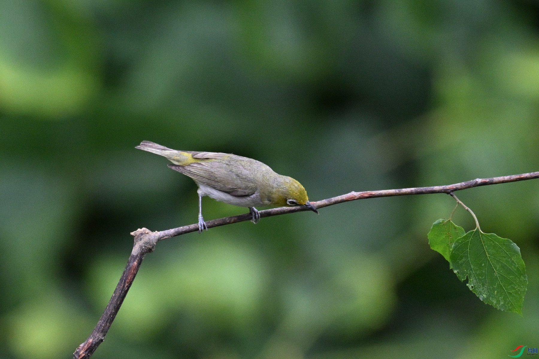 DSC_7890.JPG