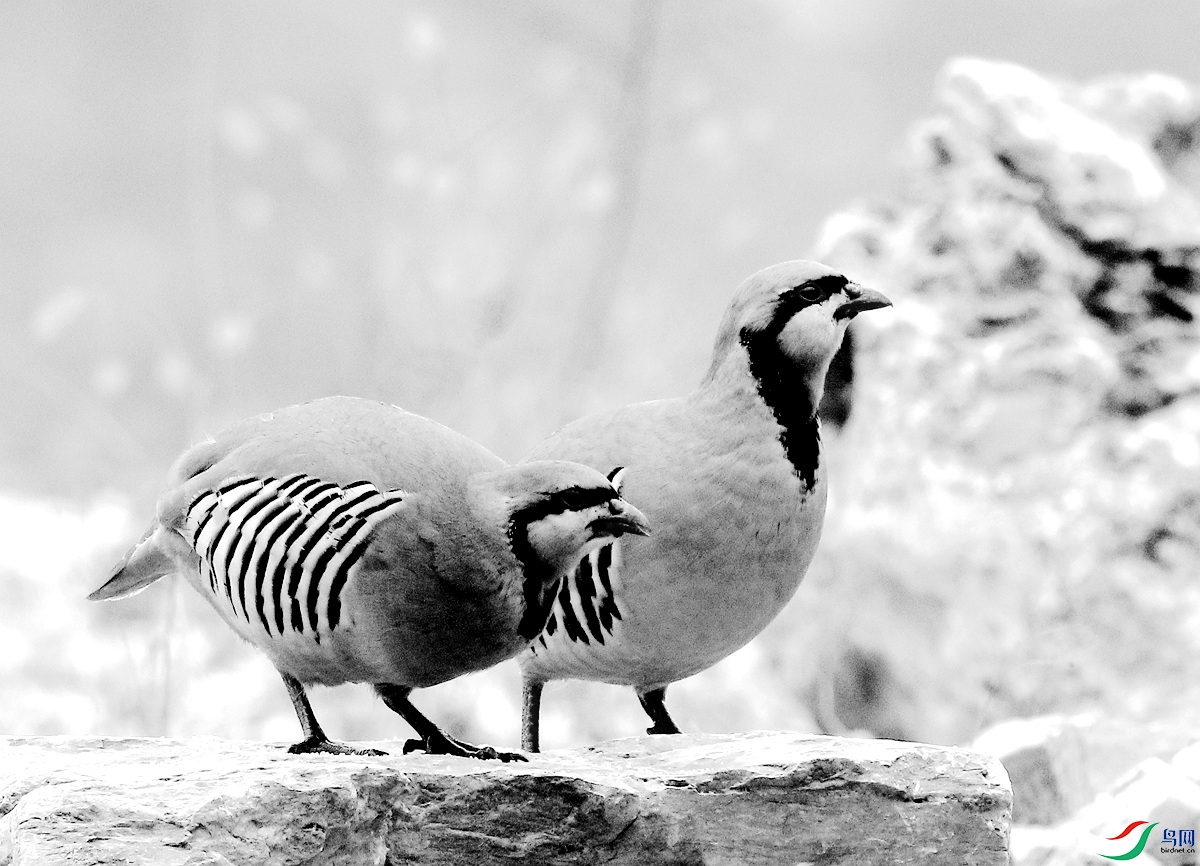 HA7054ʯ��-25.JPG