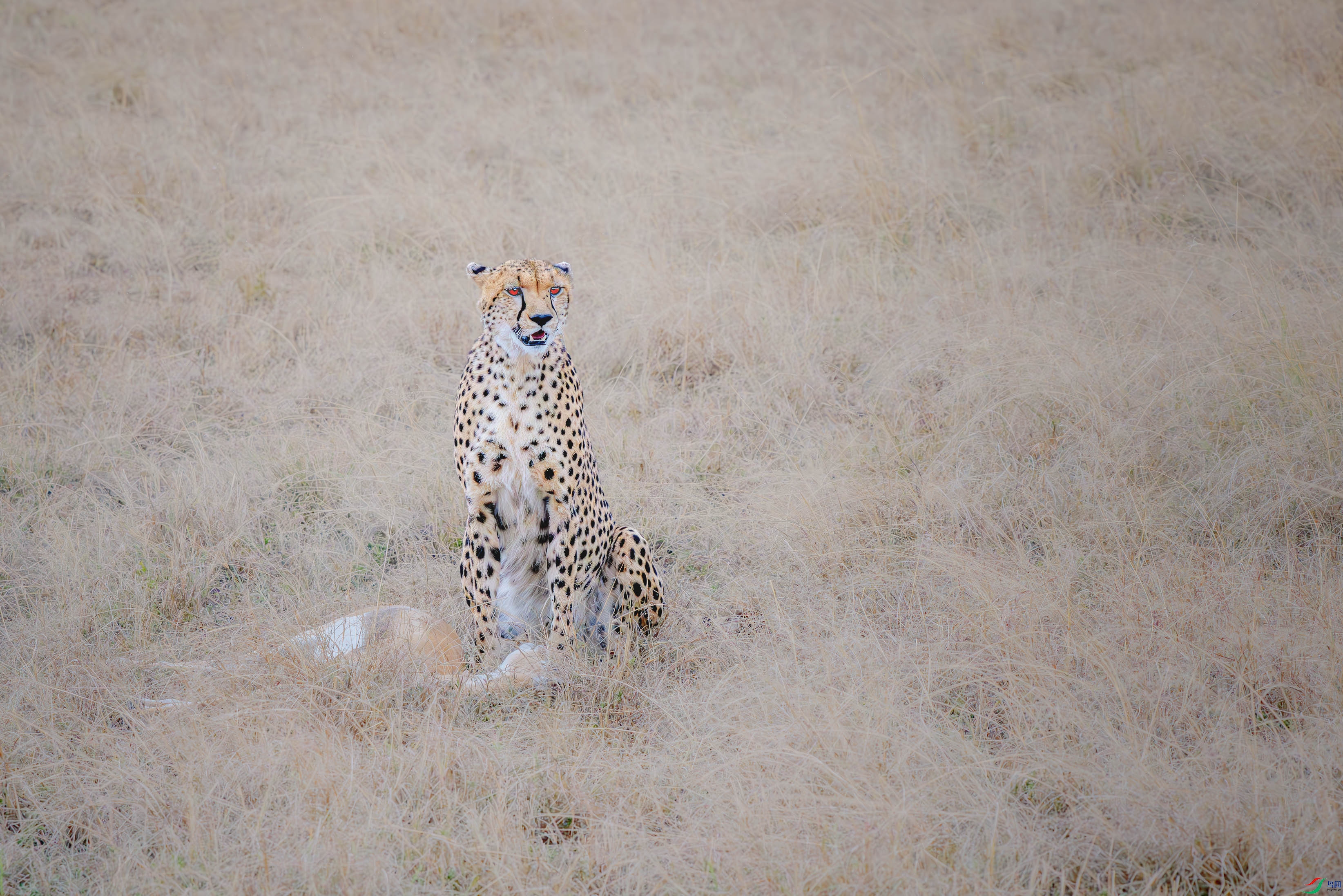 _DSC3463-����ǿ-NR ����.jpg