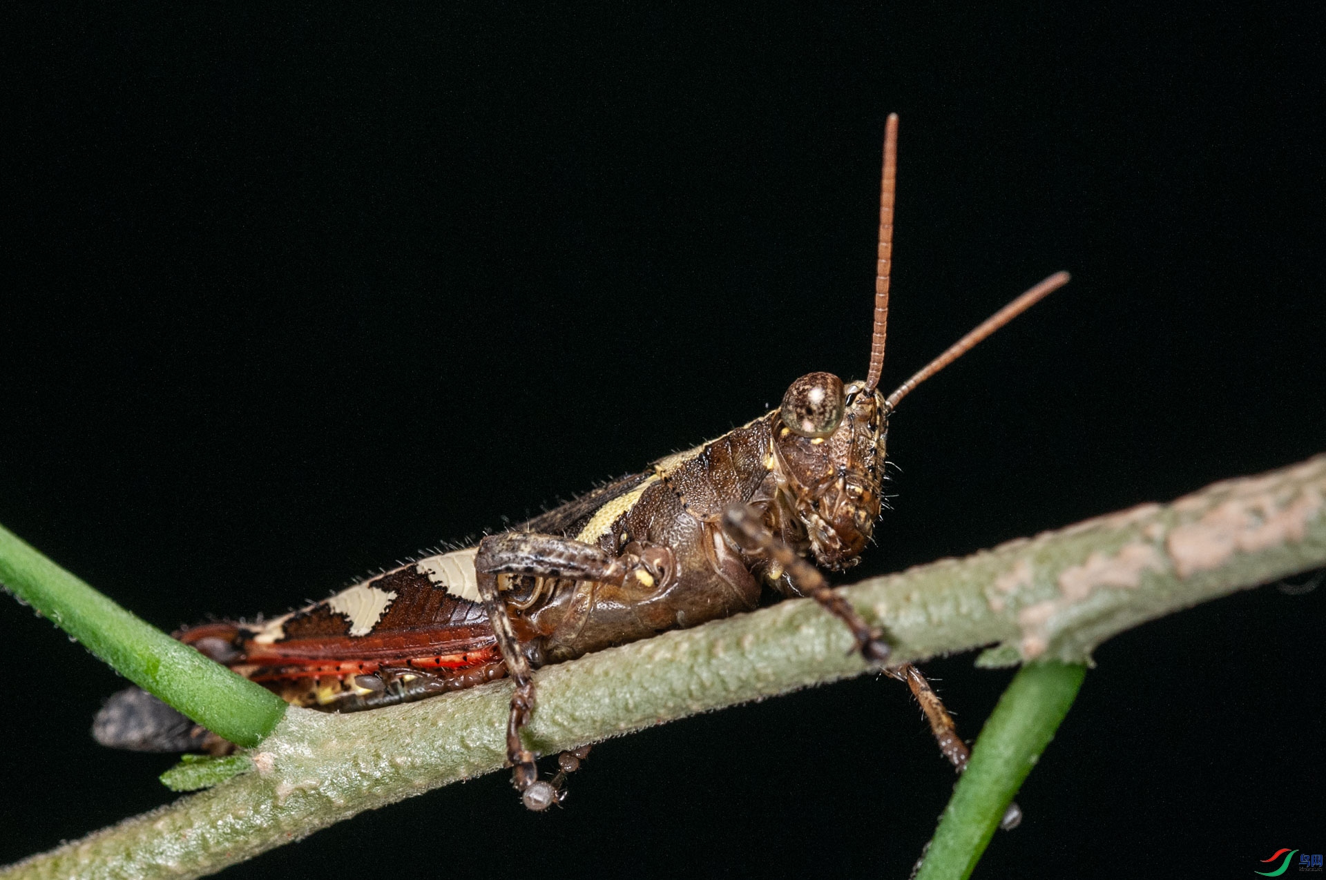 DSC_3100.jpg