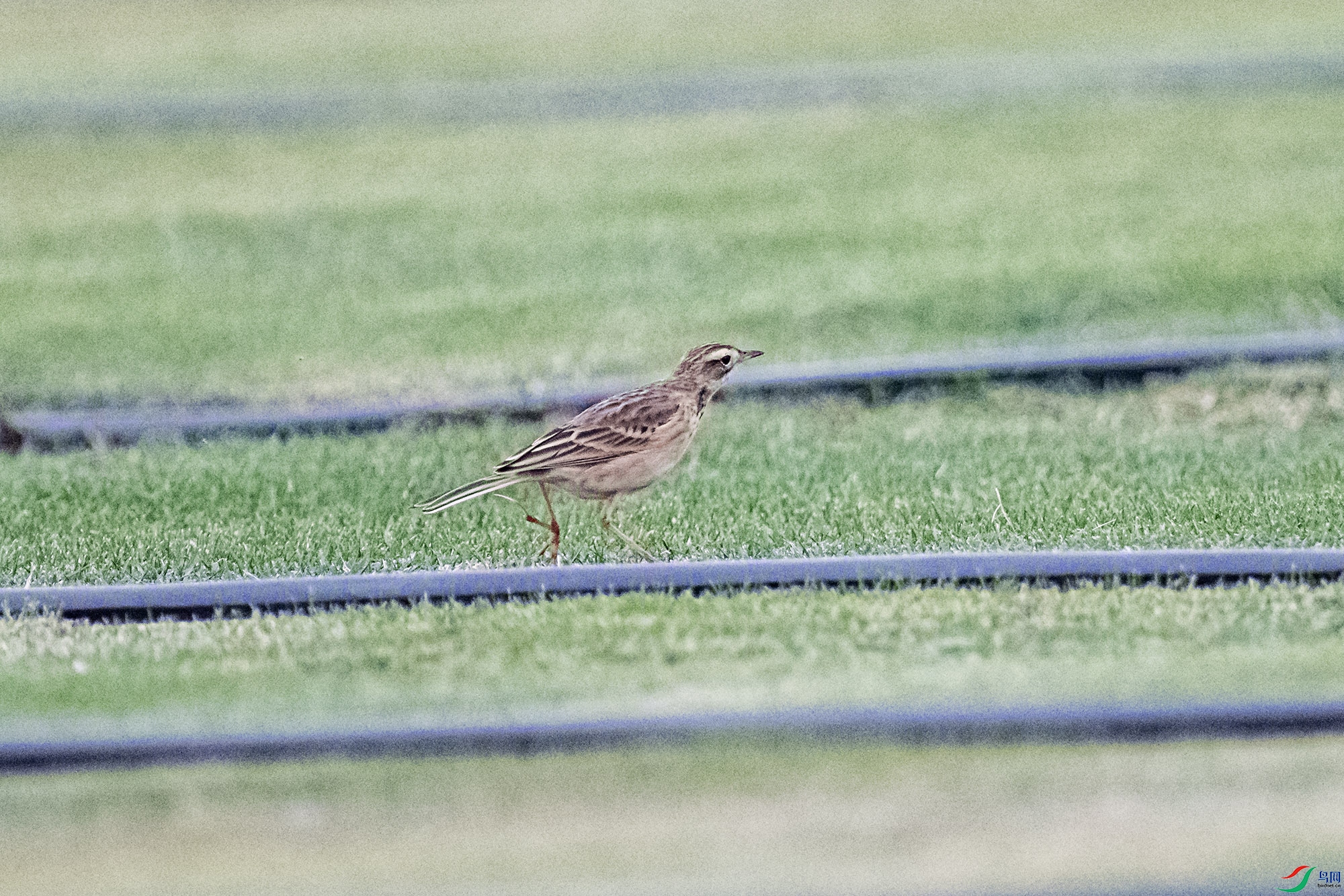 DSC_3061.jpg