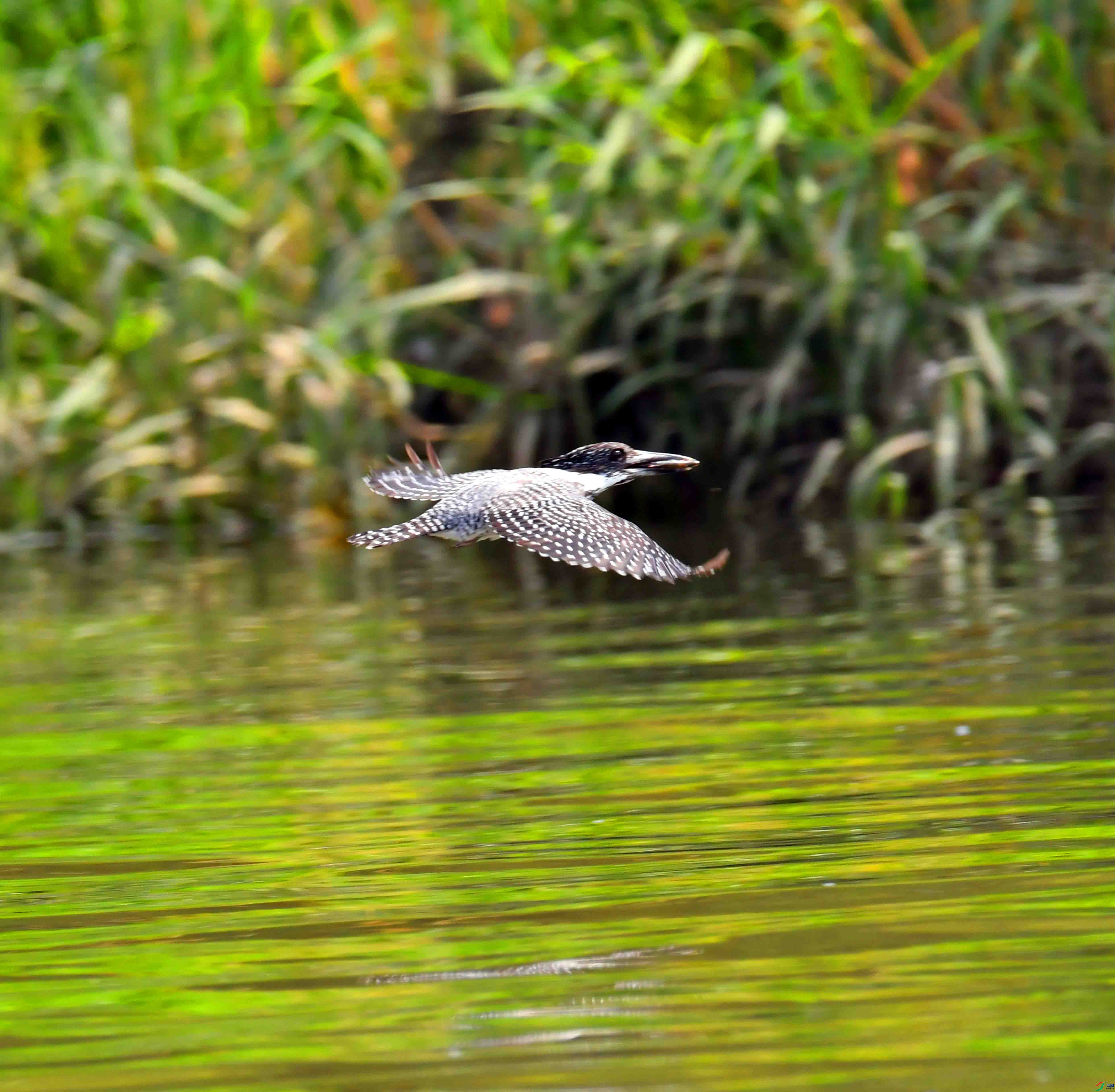 DSC_2731.JPG