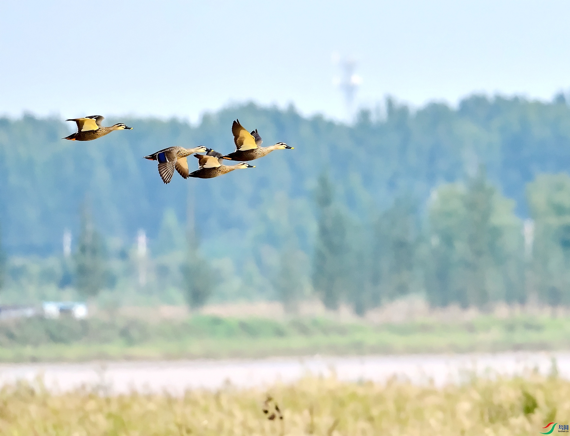 DSC_5635---_conew1.jpg