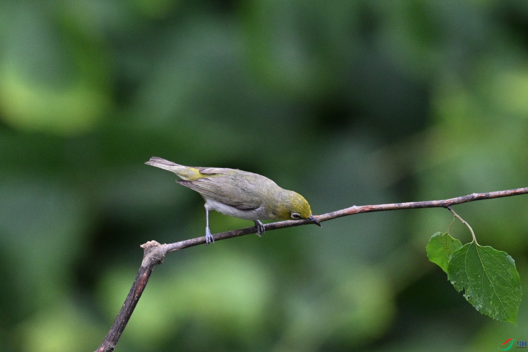 DSC_7892.JPG