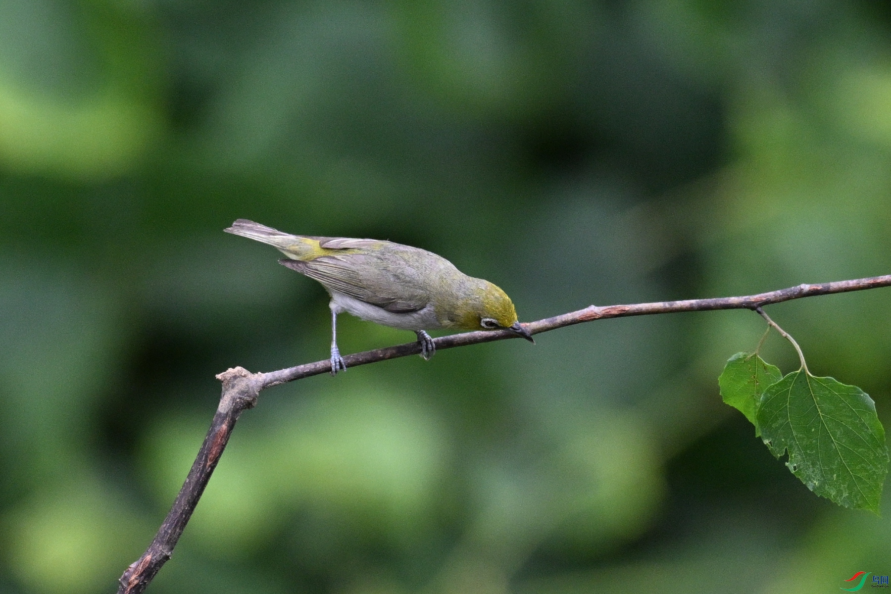 DSC_7895.JPG