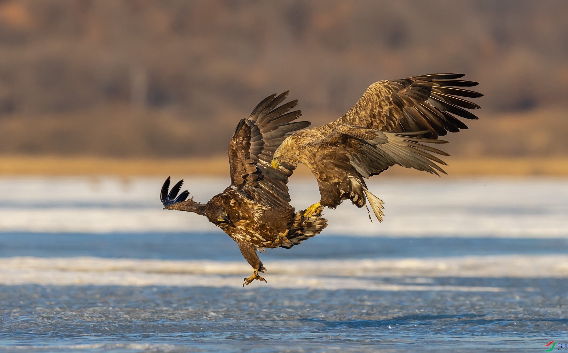 ��β����