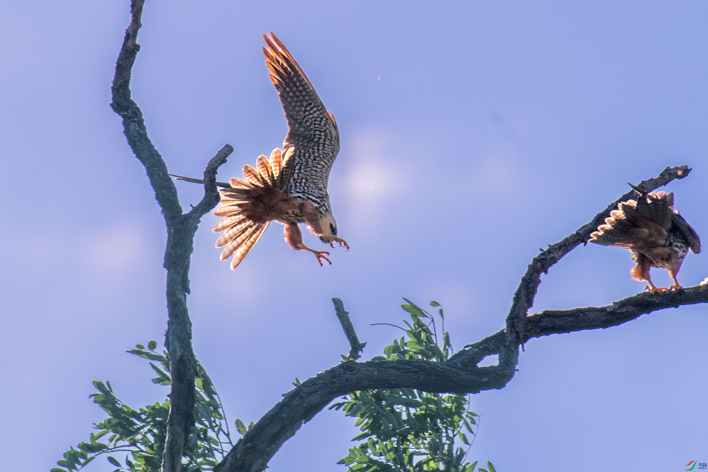 DSC_1596.jpg
