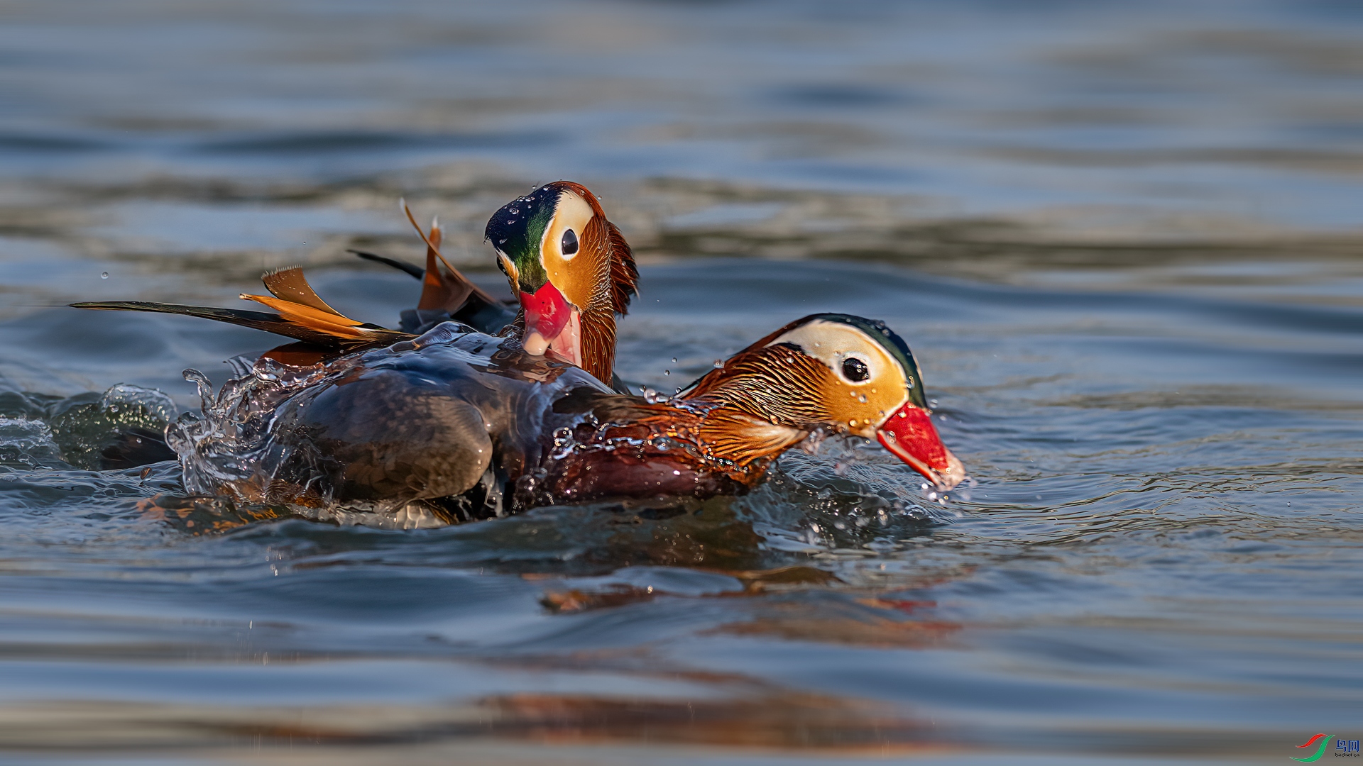 _DSC6515-1xx.jpg