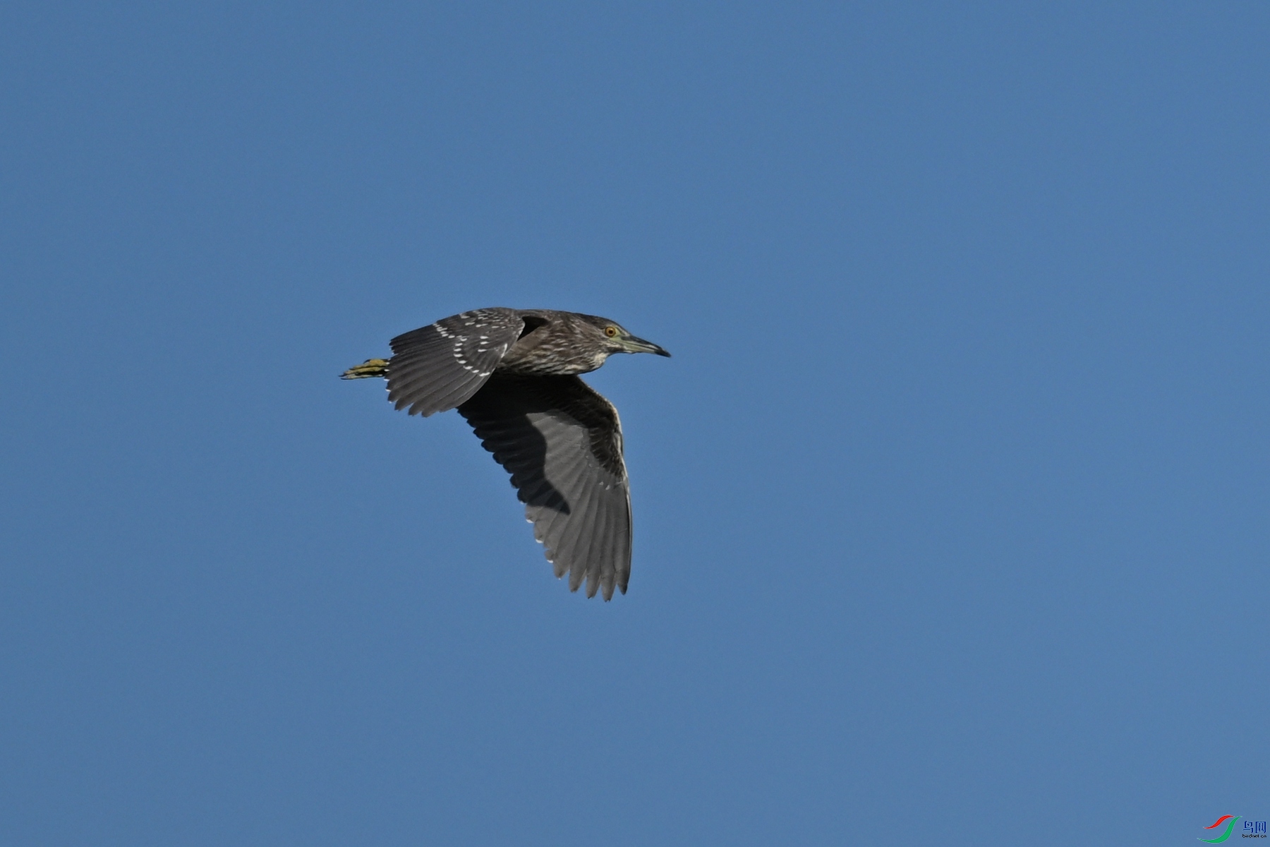 DSC_5037.JPG